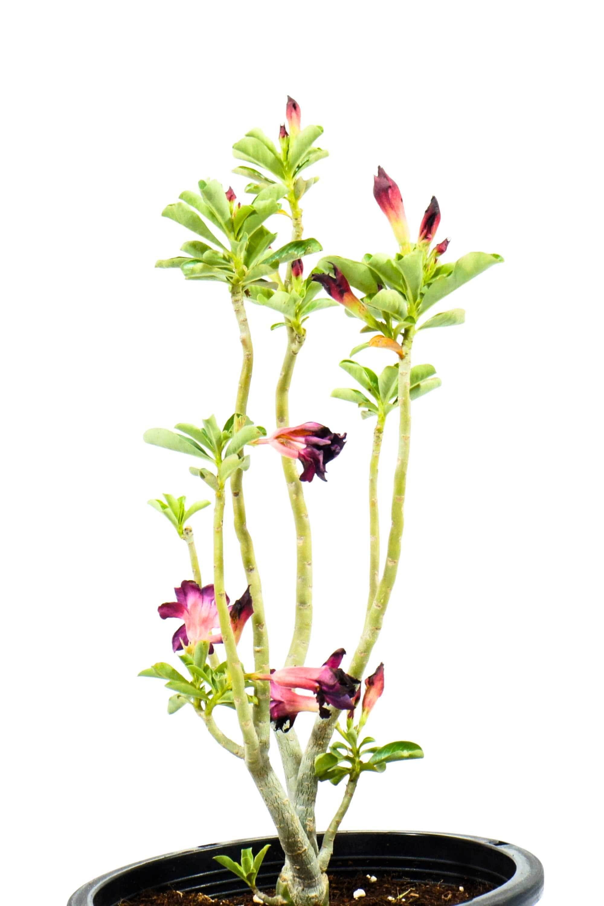 Outdoor Plant Adenium obesum Adenium obesum