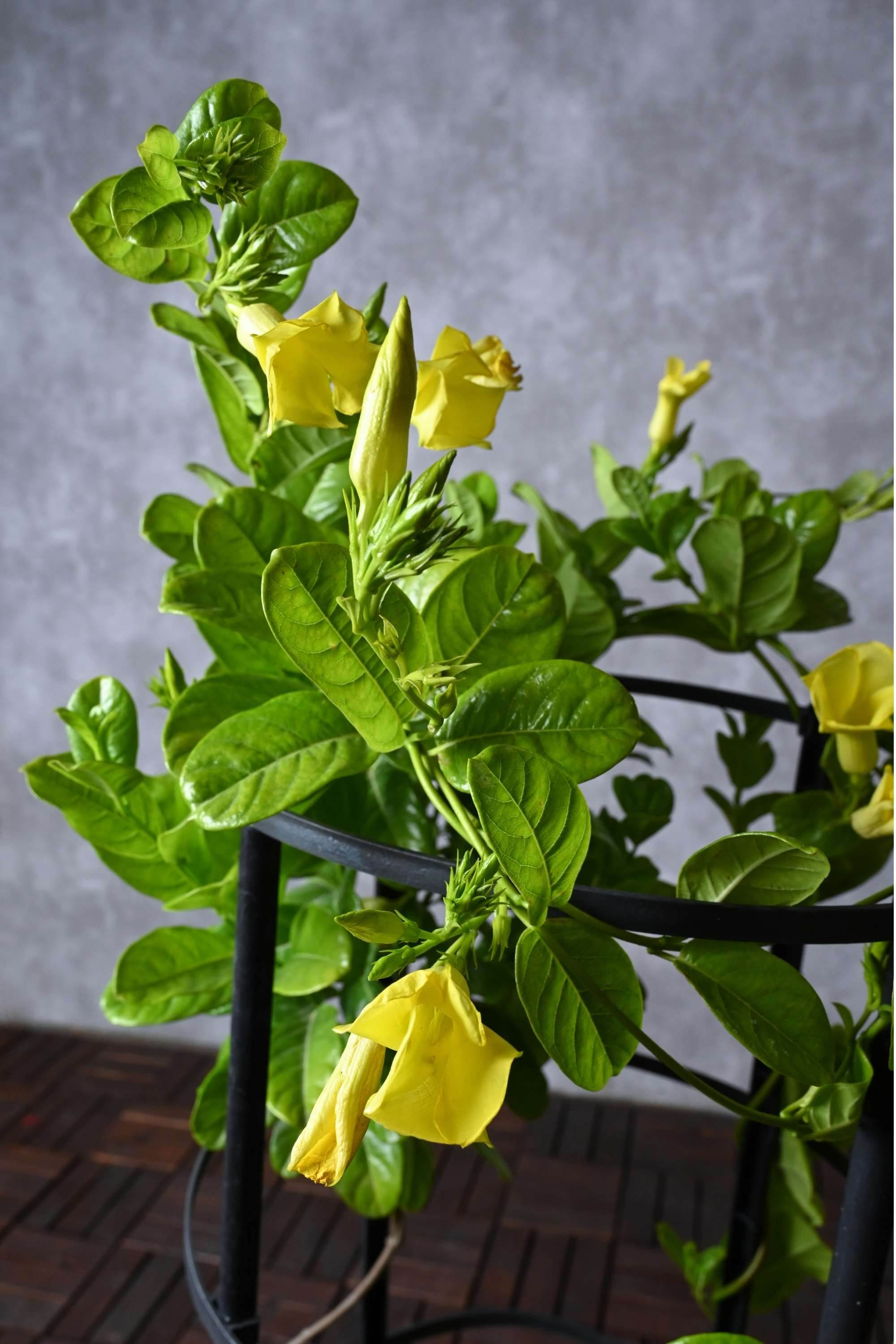 Outdoor Plant Allamanda Cathartica Allamanda Cathartica