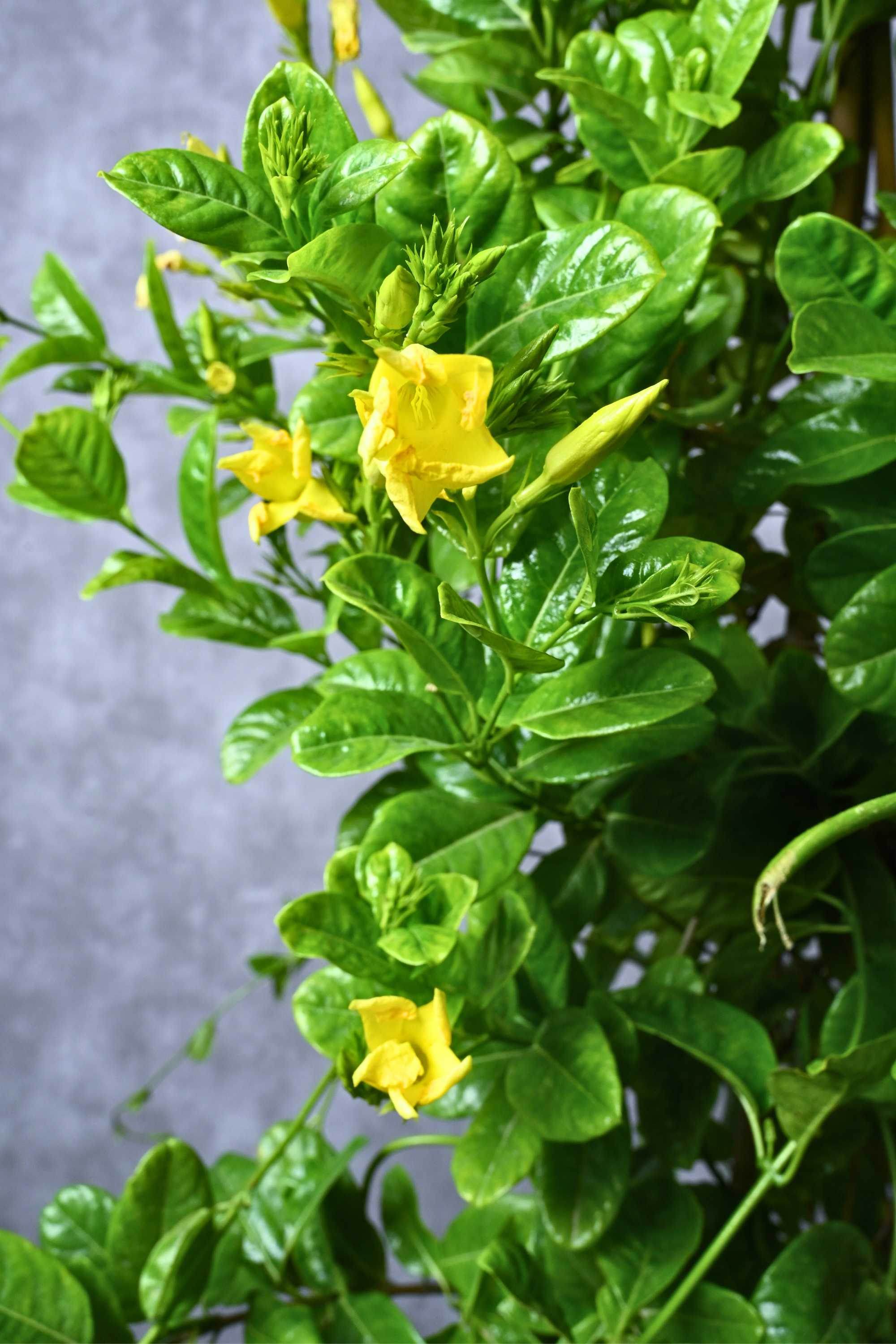 Outdoor Plant Allamanda Cathartica Allamanda Cathartica