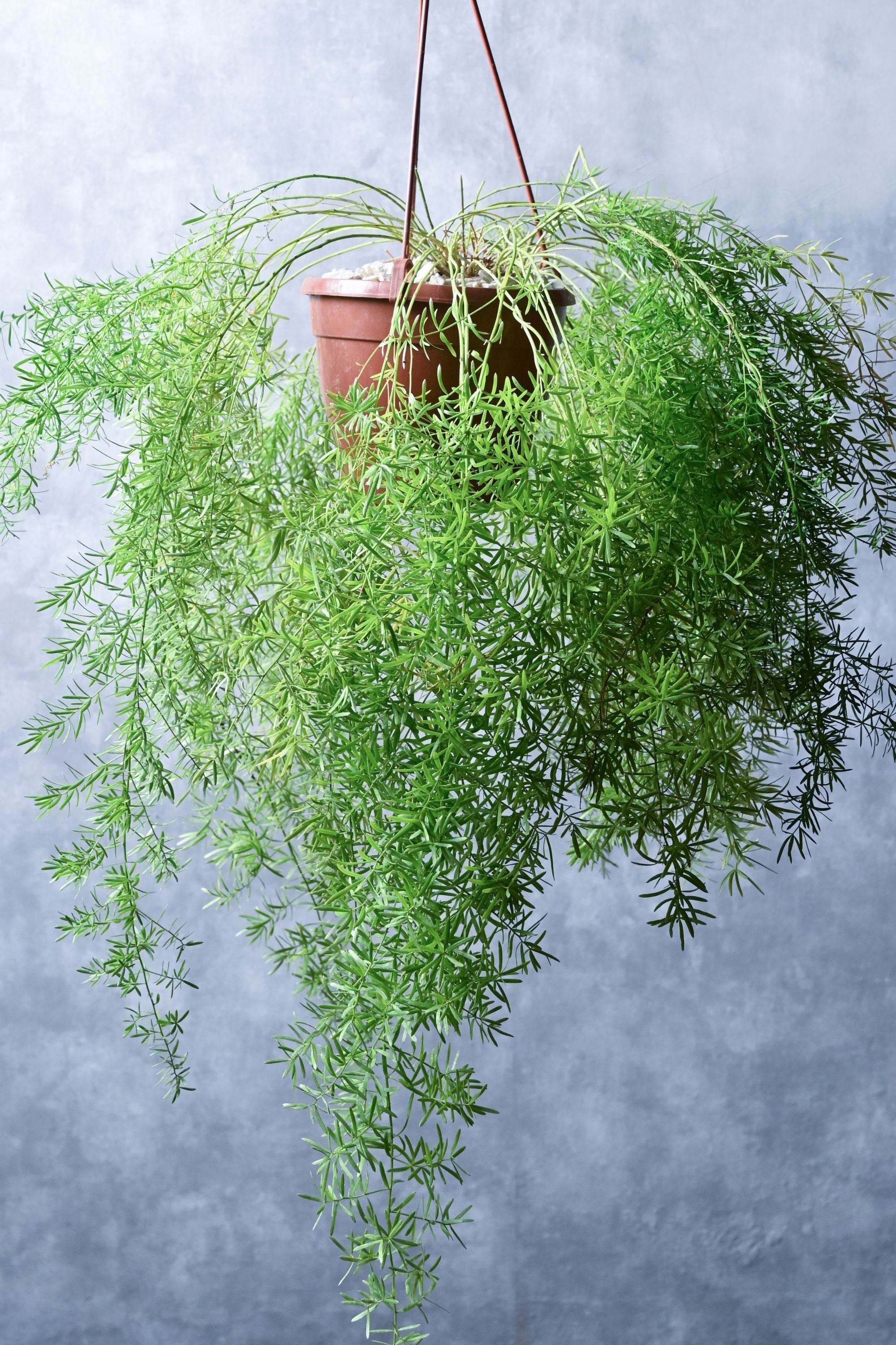 Outdoor Plant Asparagus Densiflorus Asparagus Densiflorus