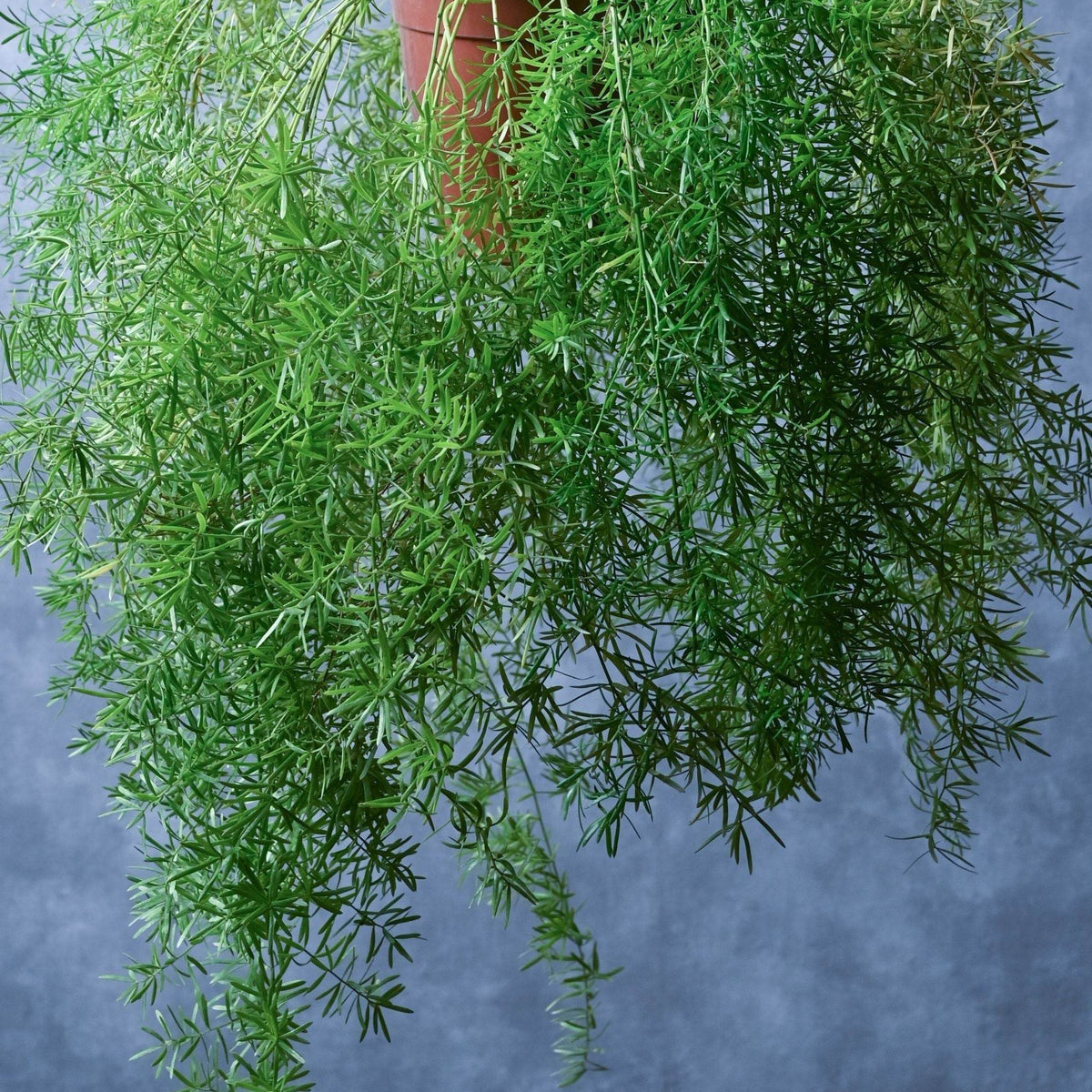 succulent asparagus Asparagus Densiflorus – Adplants