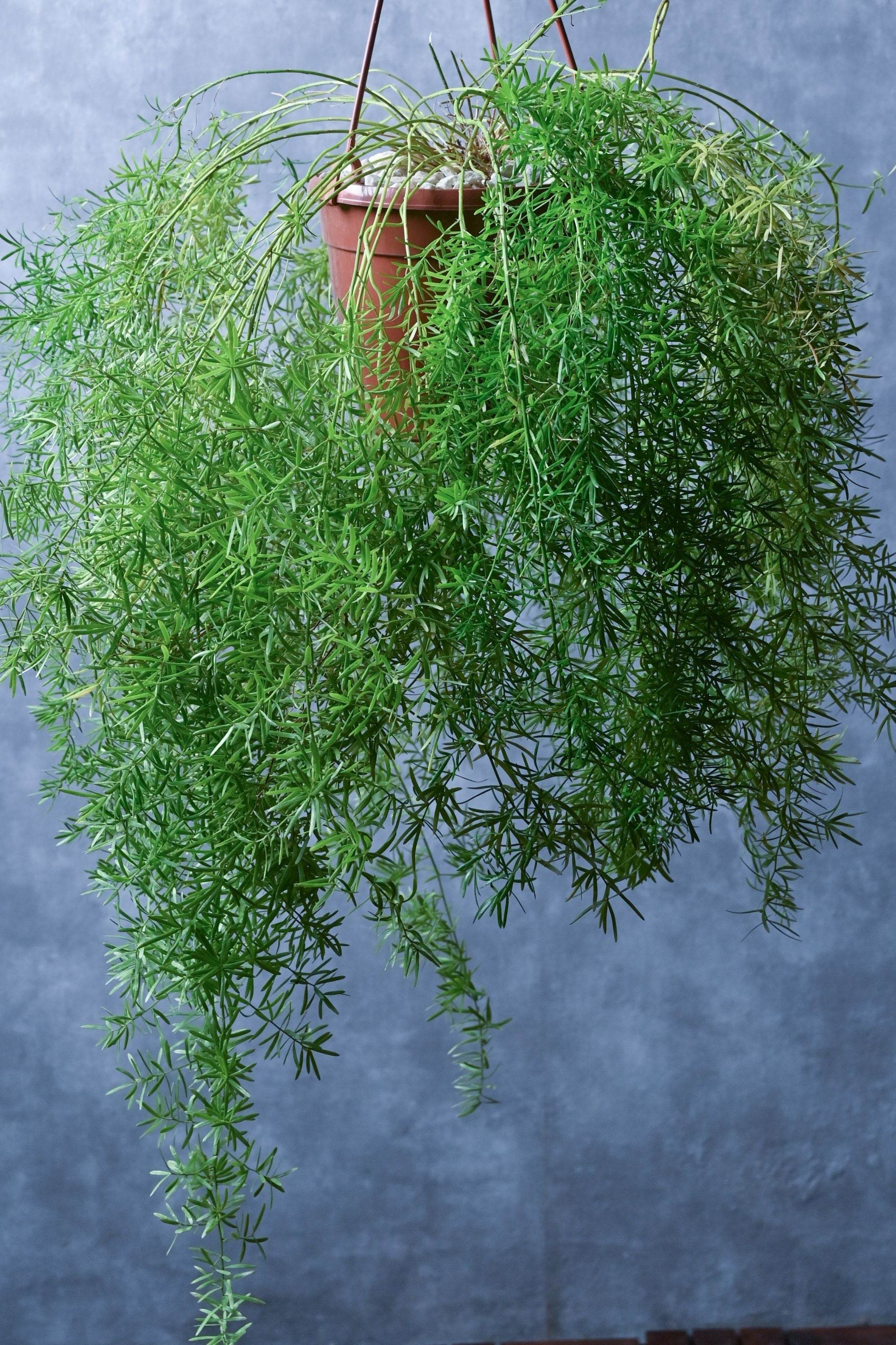 Outdoor Plant Asparagus Densiflorus Asparagus Densiflorus