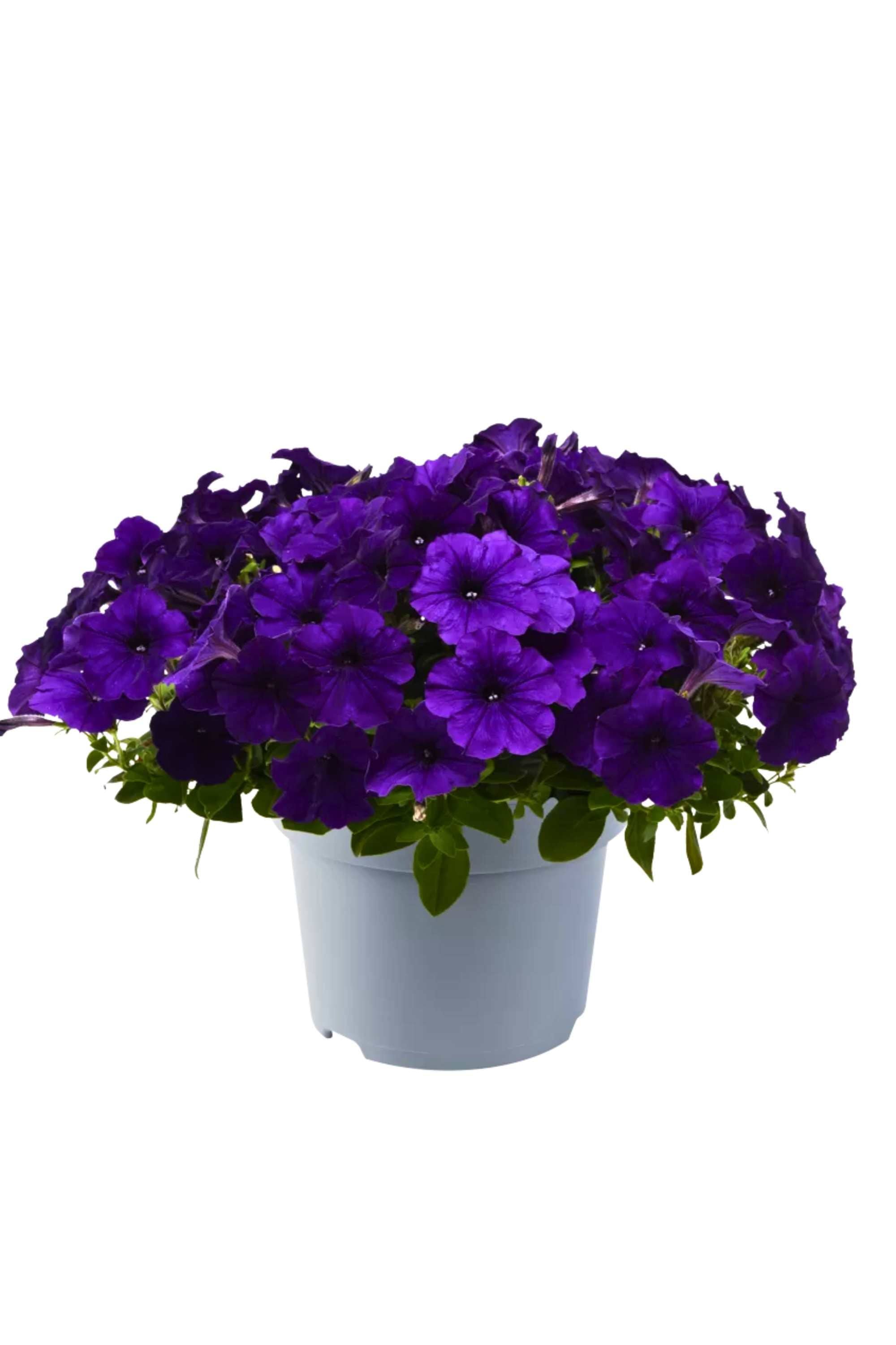 Outdoor Plant Blue / Small 10 x 15 cms Petunia hybrida Petunia hybrida