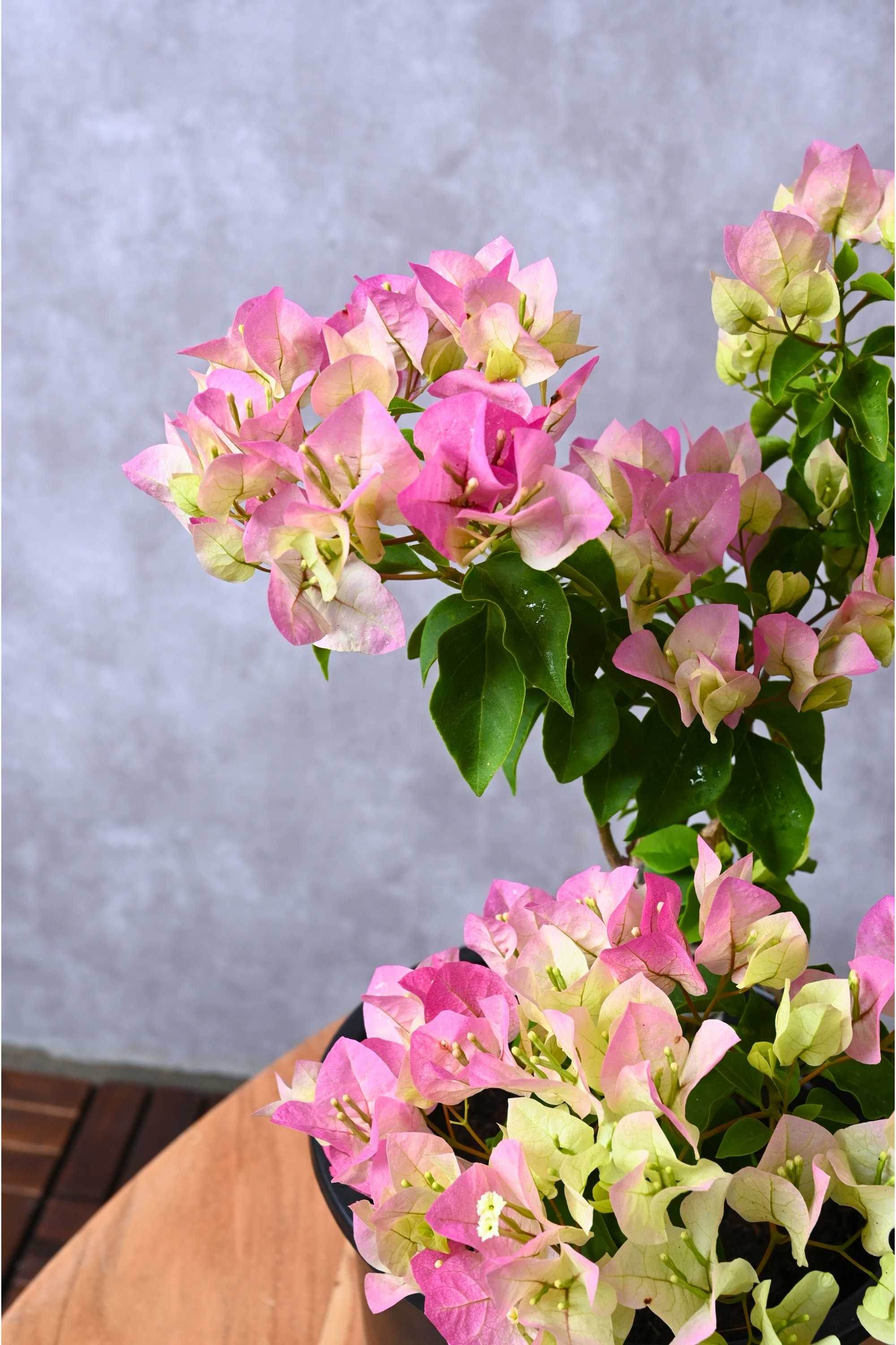 Outdoor Plant Bougainvillea Purple Coco Ice Mix Bougainvillea Purple Coco Ice Mix
