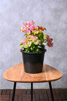 Outdoor Plant Bougainvillea Spp Bougainvillea Spp