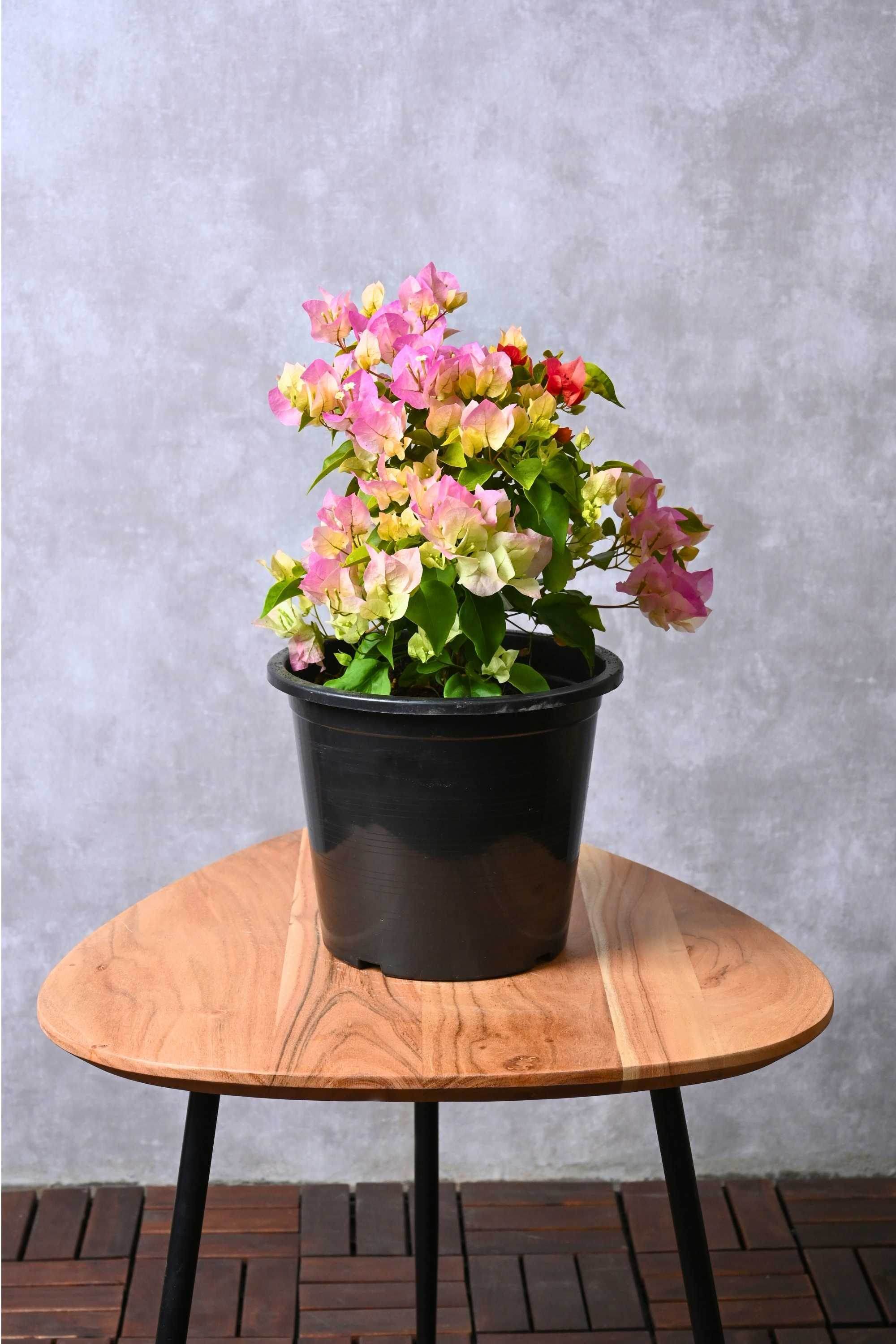 Outdoor Plant Bougainvillea Spp Bougainvillea Spp