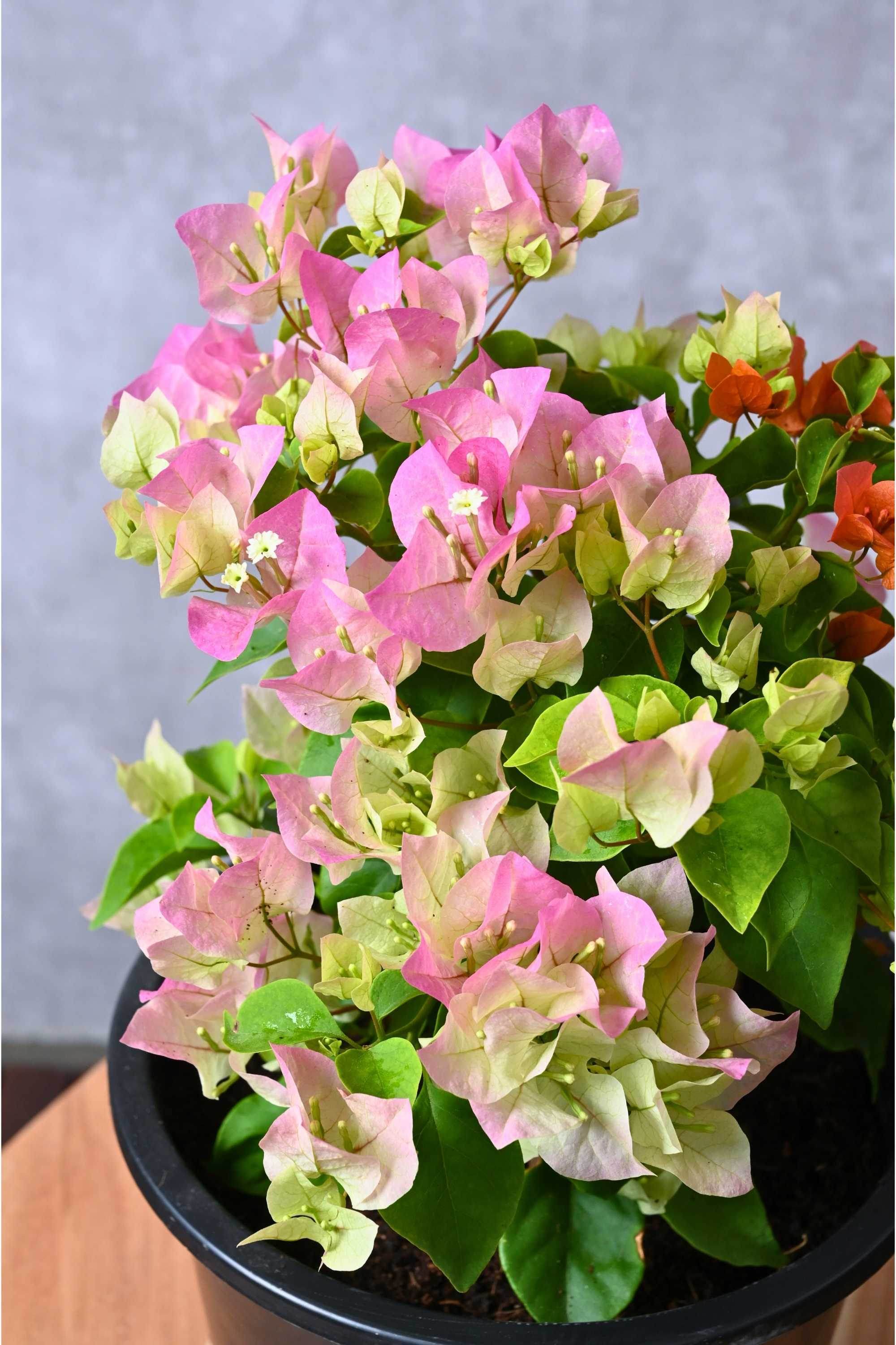 Outdoor Plant Bougainvillea Spp Bougainvillea Spp