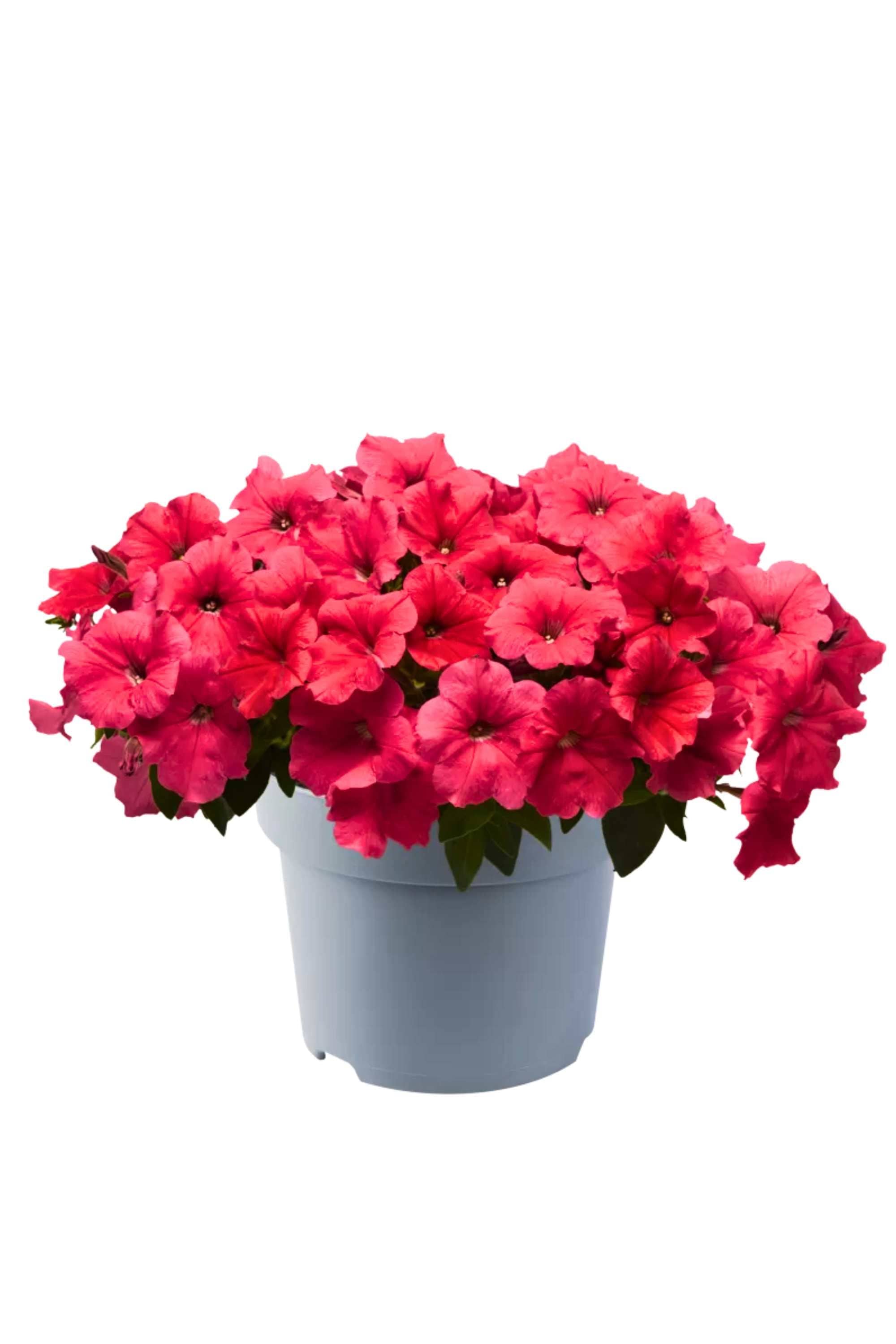 Outdoor Plant Burgundy / Small 10 x 15 cms Petunia hybrida Petunia hybrida