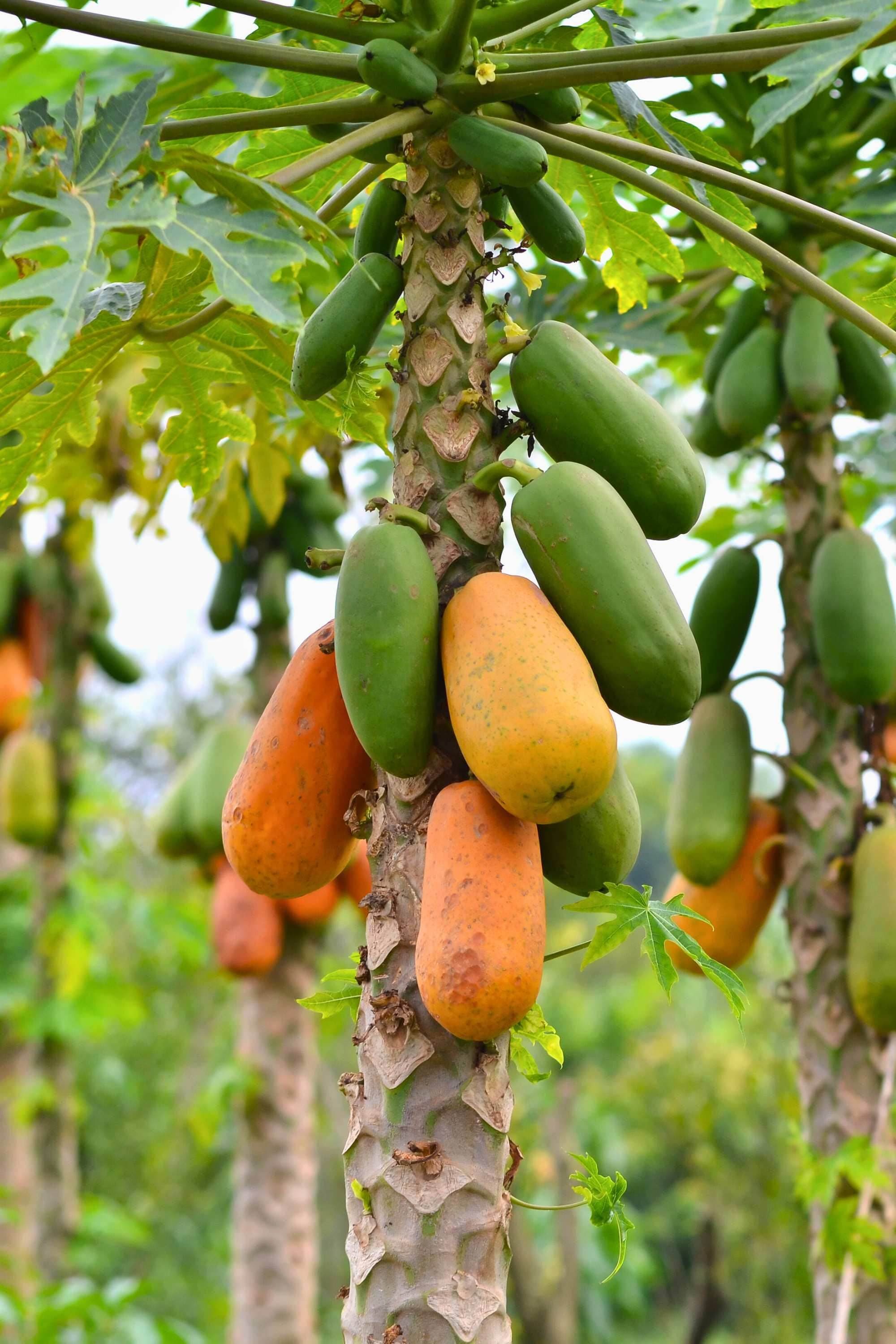 Outdoor Plant Carica Papaya Carica Papaya