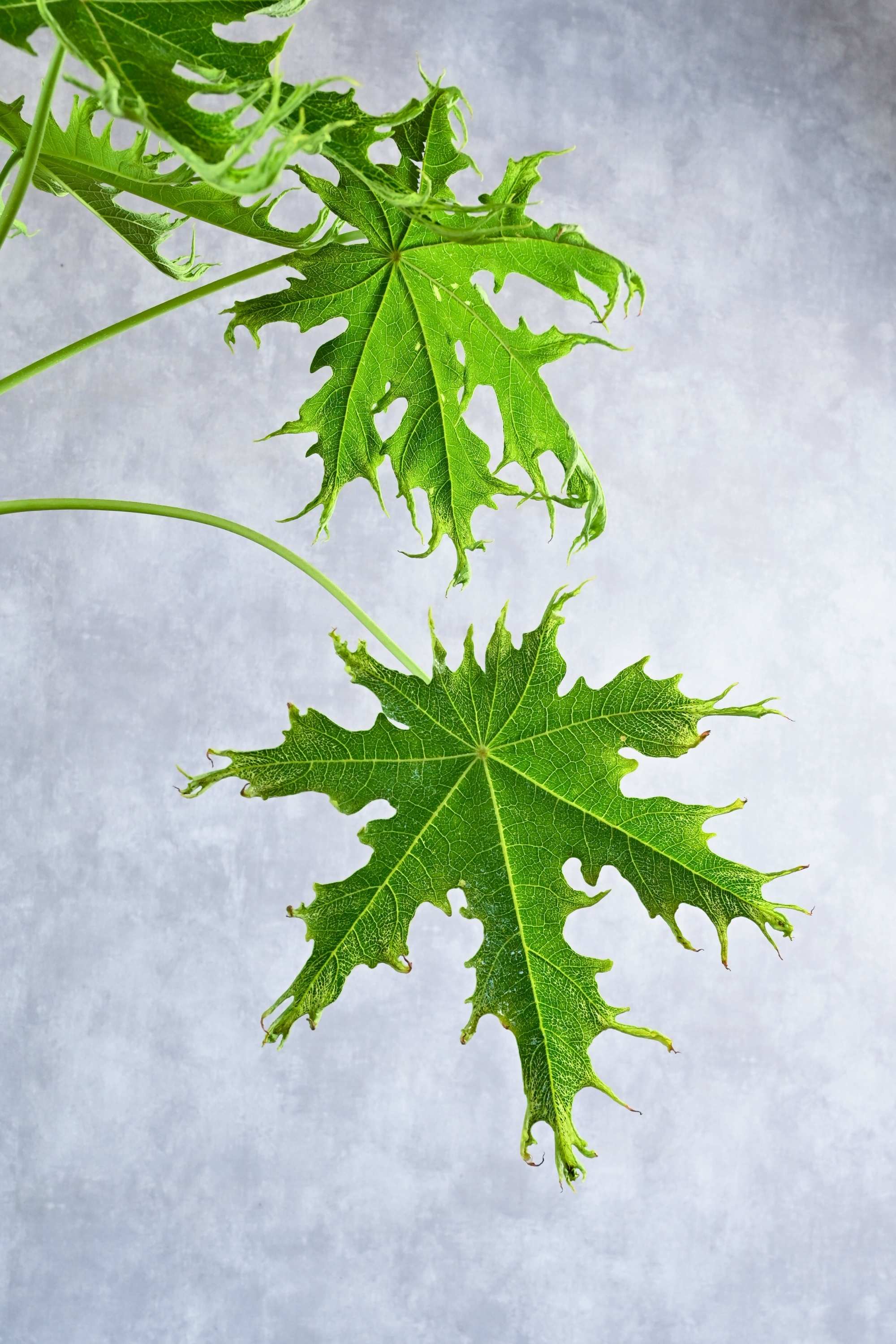 Outdoor Plant Carica Papaya Carica Papaya