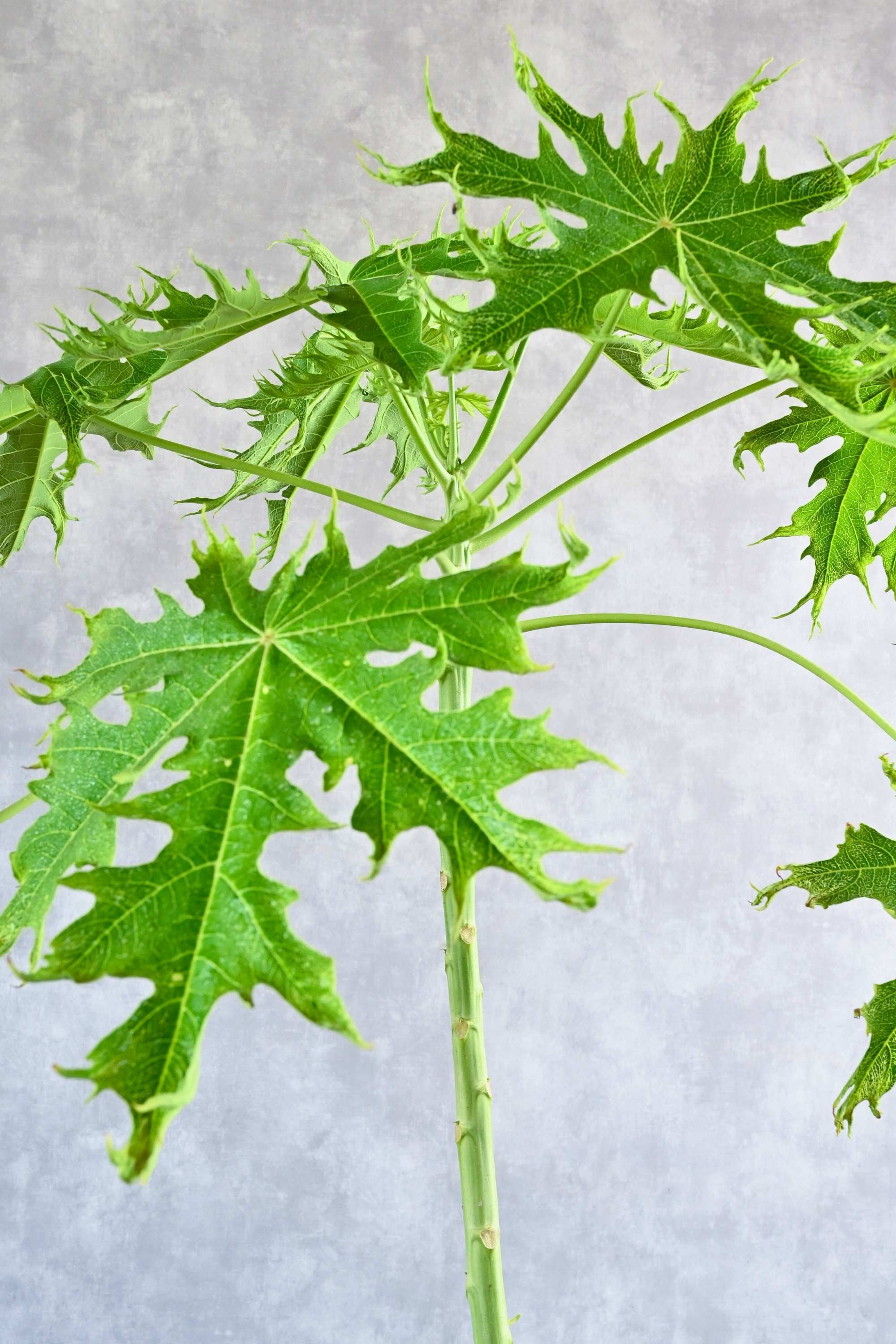 Outdoor Plant Carica Papaya Carica Papaya