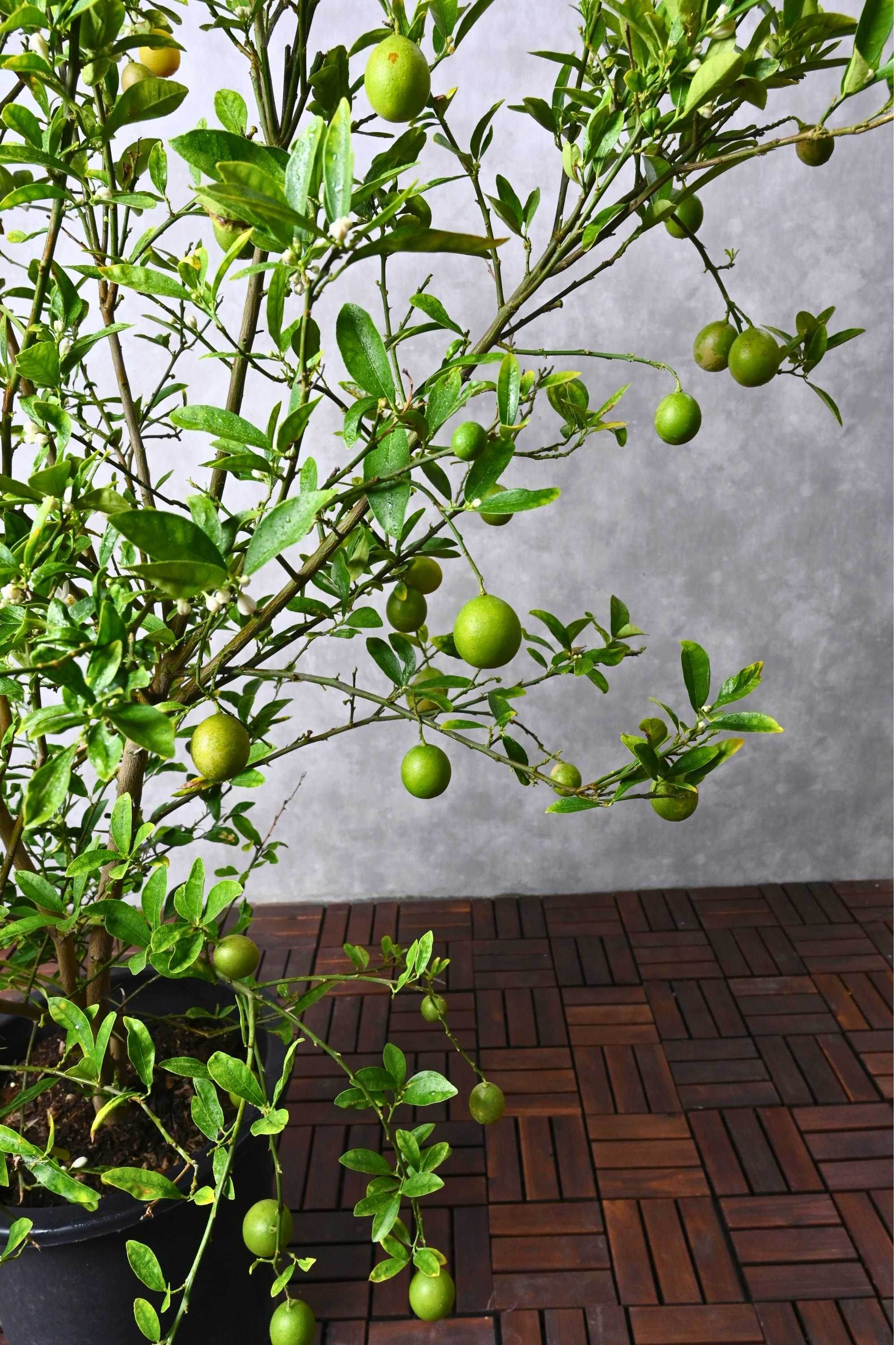 Outdoor Plant Citrus limon Citrus limon