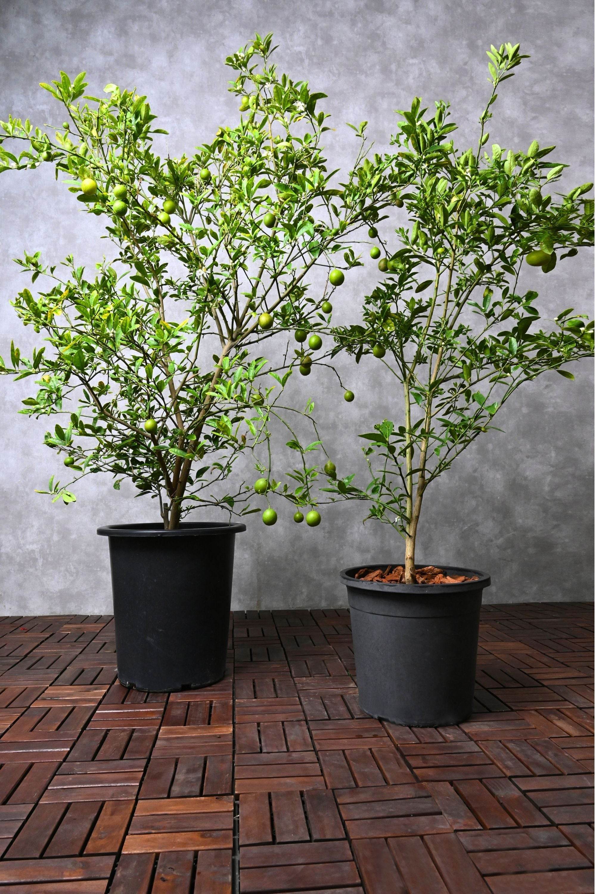 Outdoor Plant Citrus limon Citrus limon