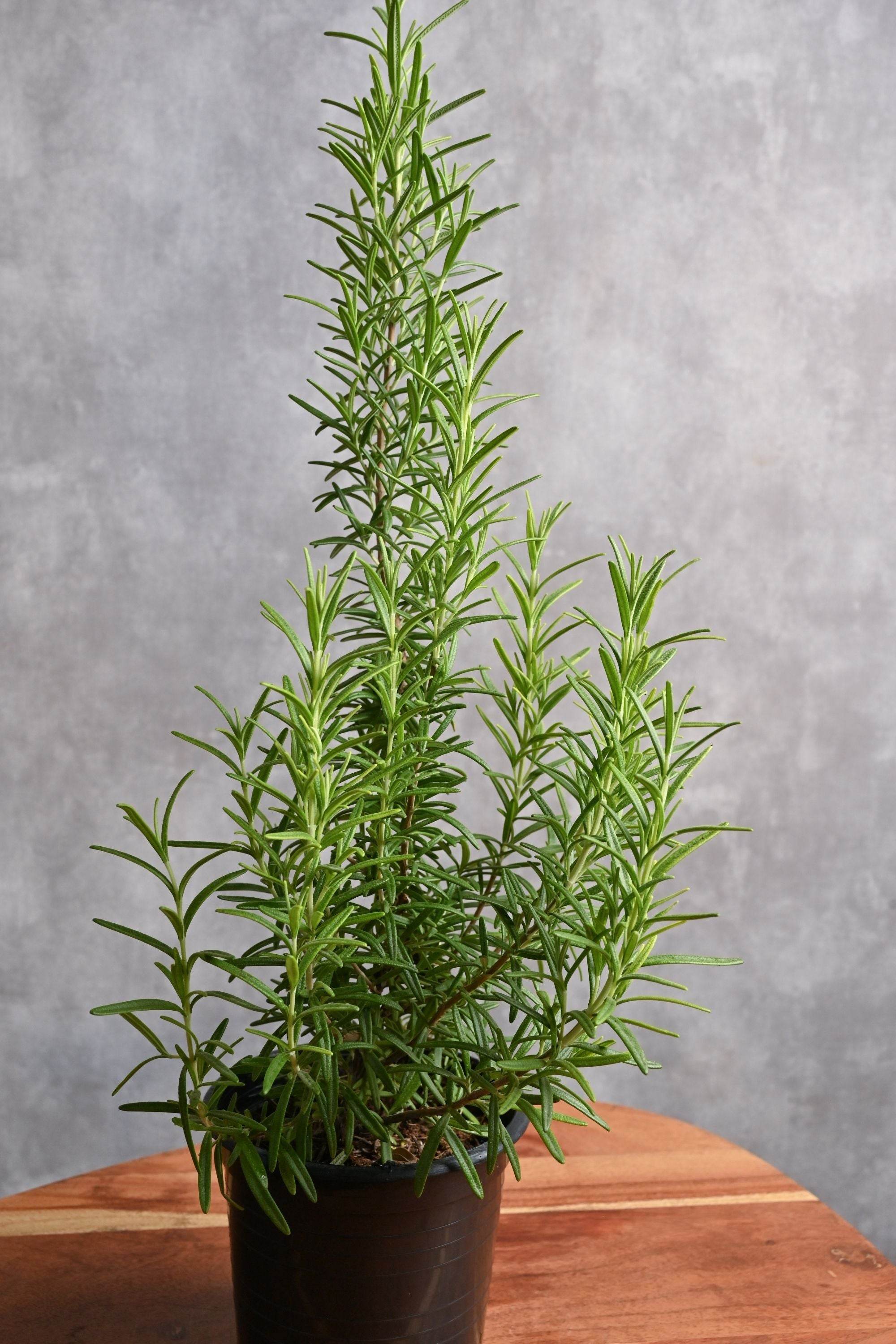 Outdoor Plant Default Plastic Pot / Large Salvia rosmarinus Salvia rosmarinus