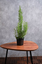 Outdoor Plant Default Plastic Pot / Medium Salvia rosmarinus Salvia rosmarinus