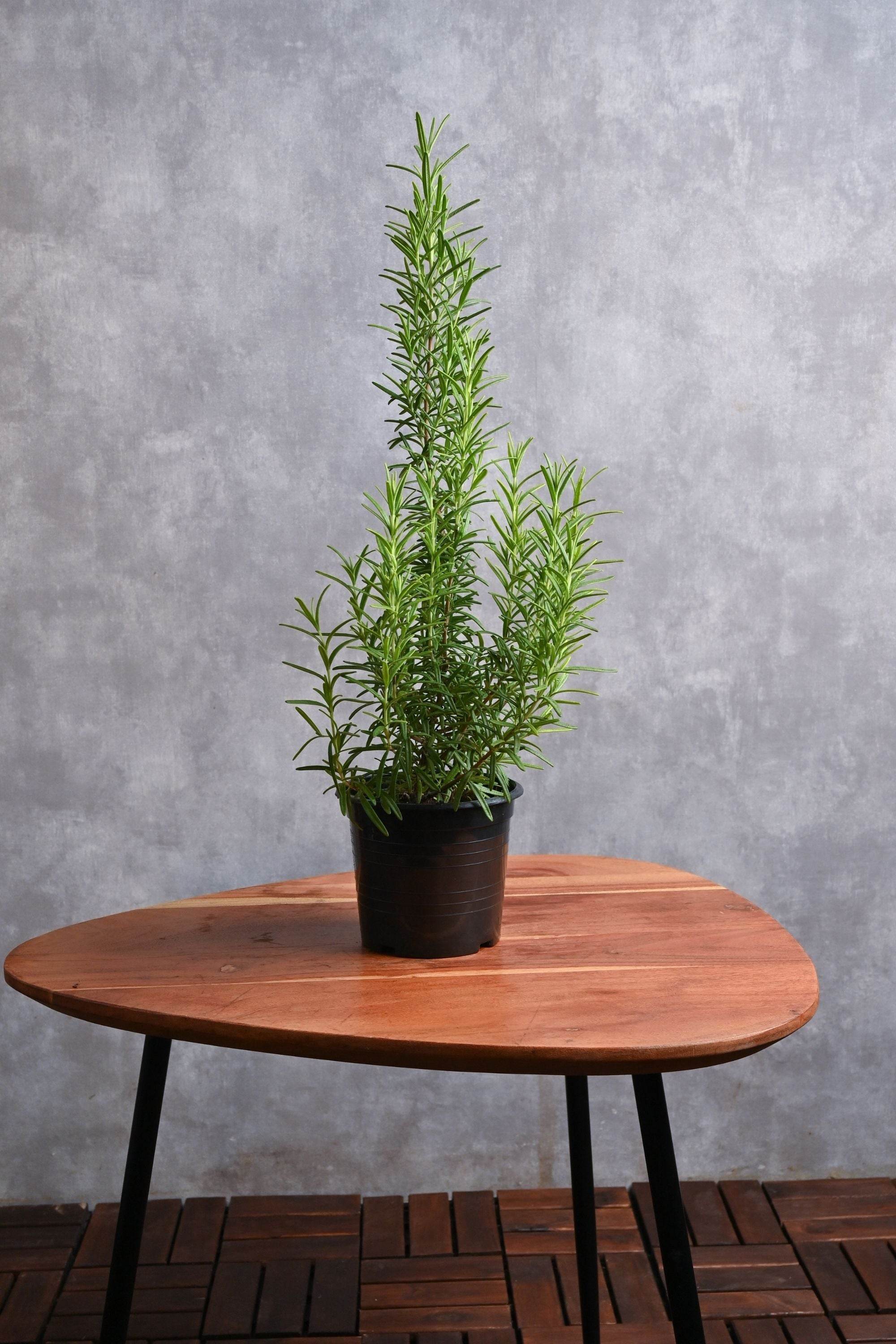 Outdoor Plant Default Plastic Pot / Medium Salvia rosmarinus Salvia rosmarinus