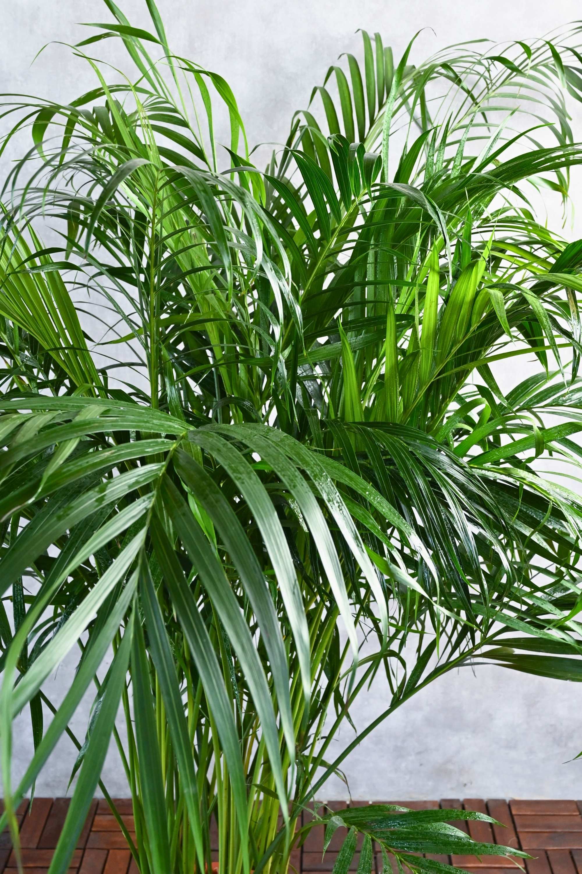 Outdoor Plant Dypsis lutescens - Outdoor Dypsis lutescens - Outdoor