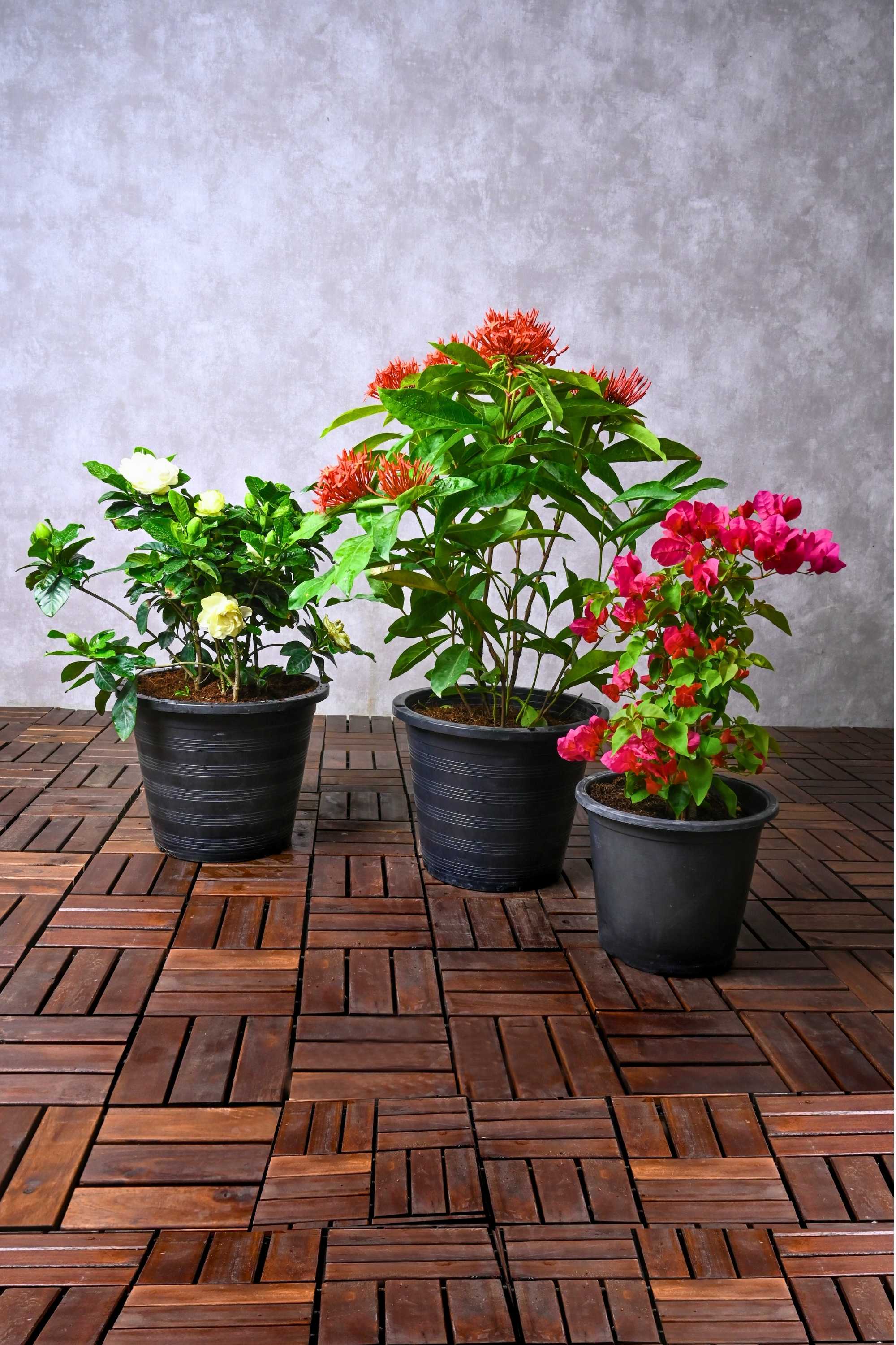 Outdoor Plant Exotic Flora Fusion - Gardenia Ixora Bougainvillea Exotic Flora Fusion - Gardenia Ixora Bougainvillea