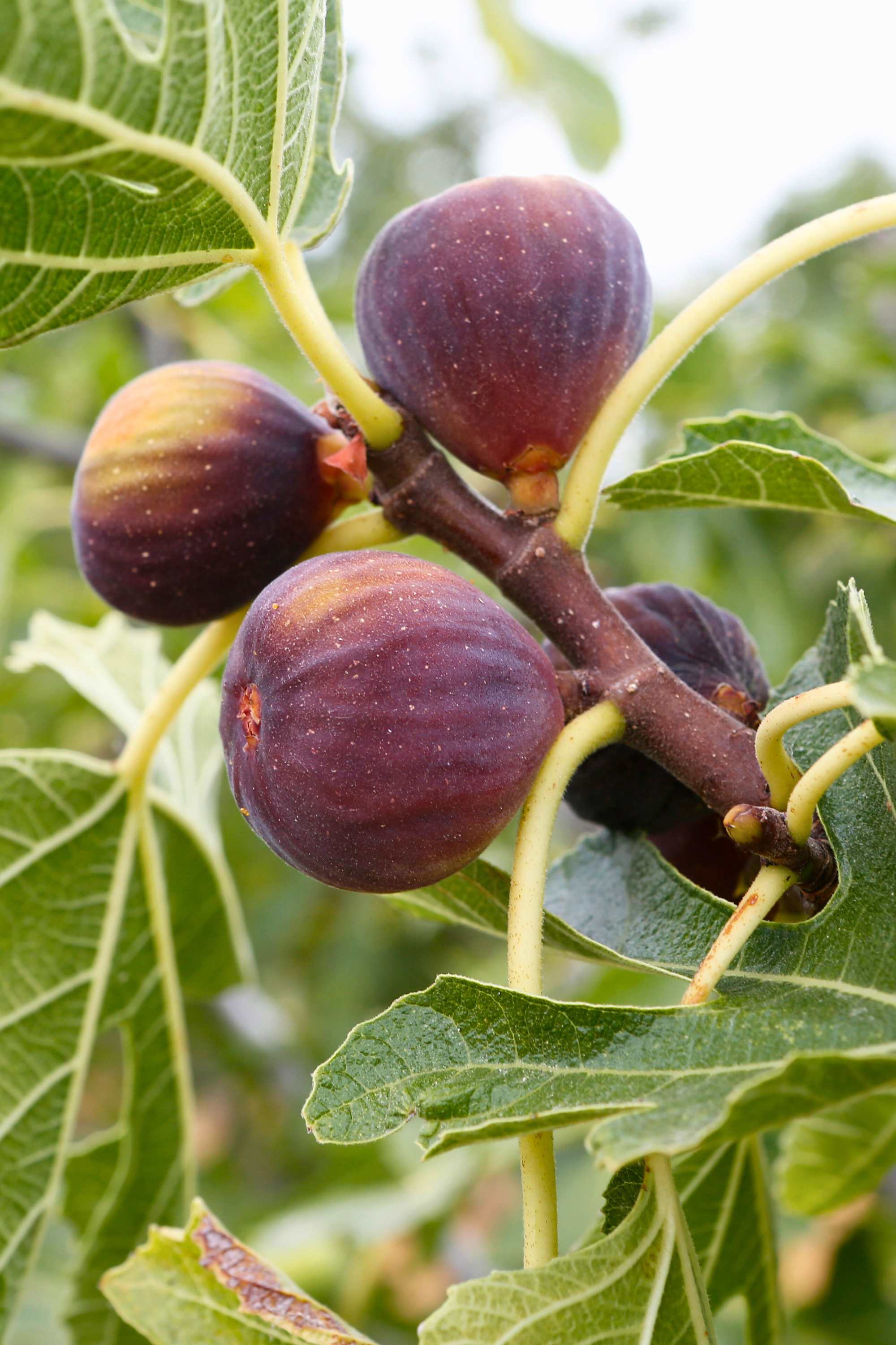 Outdoor Plant Ficus carica Ficus carica