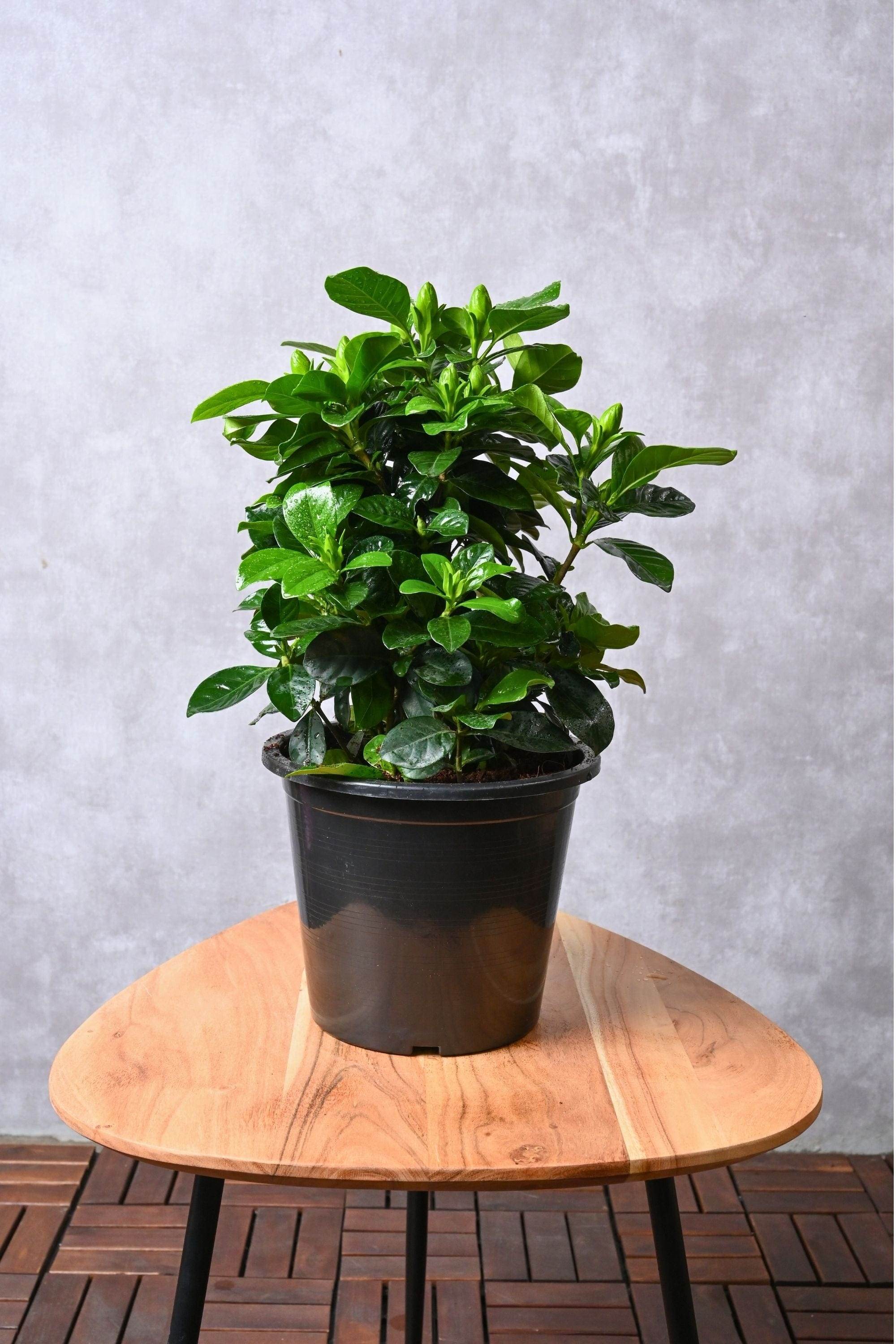 Outdoor Plant Gardenia Jasminoides Outdoor Gardenia Jasminoides Outdoor