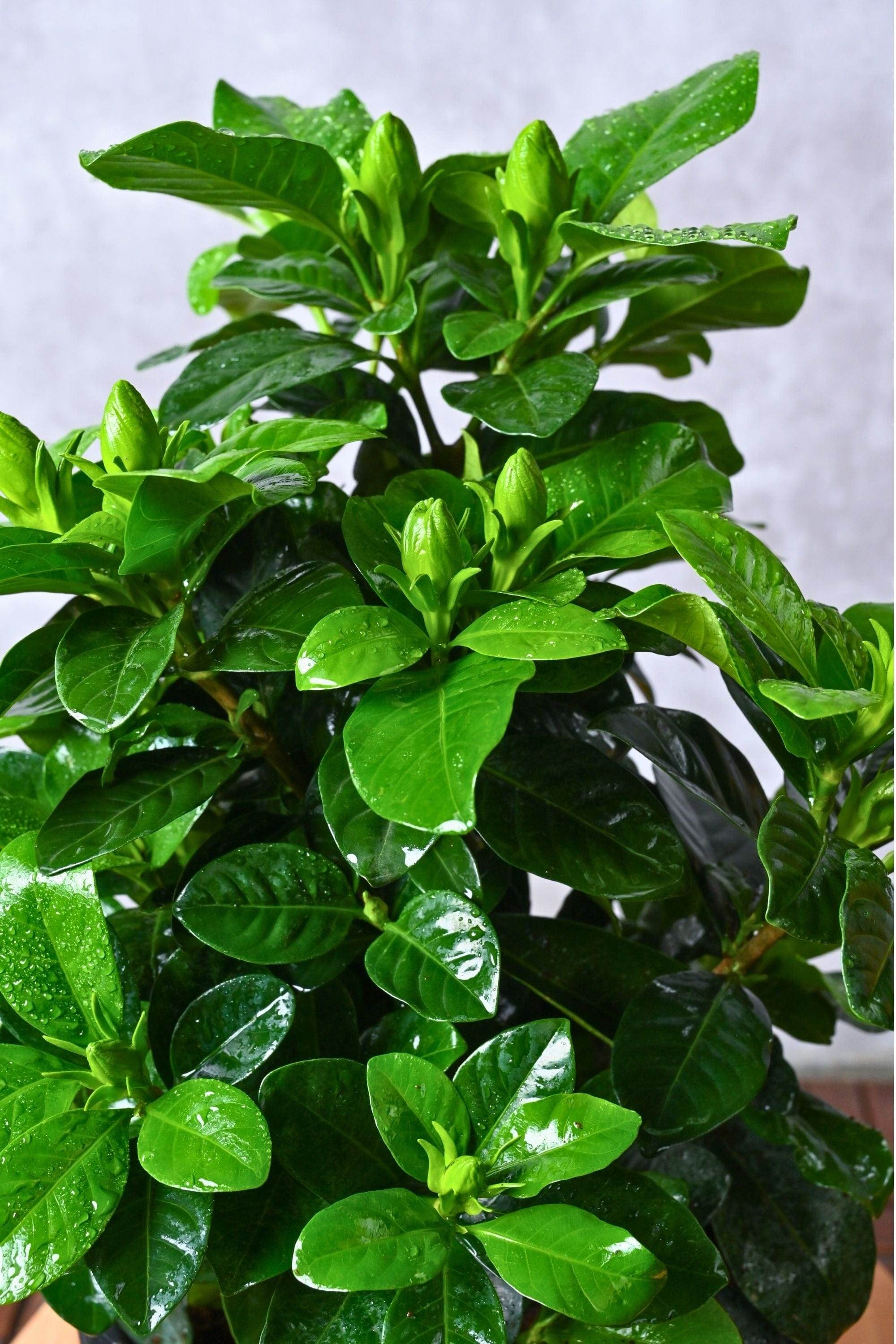 Outdoor Plant Gardenia Jasminoides Outdoor Gardenia Jasminoides Outdoor