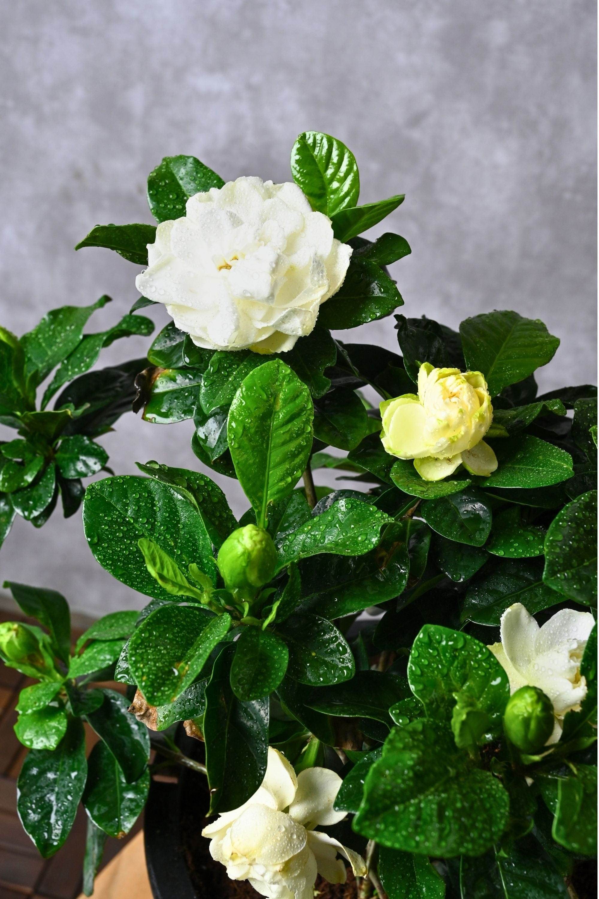 Outdoor Plant Gardenia Jasminoides Outdoor Gardenia Jasminoides Outdoor