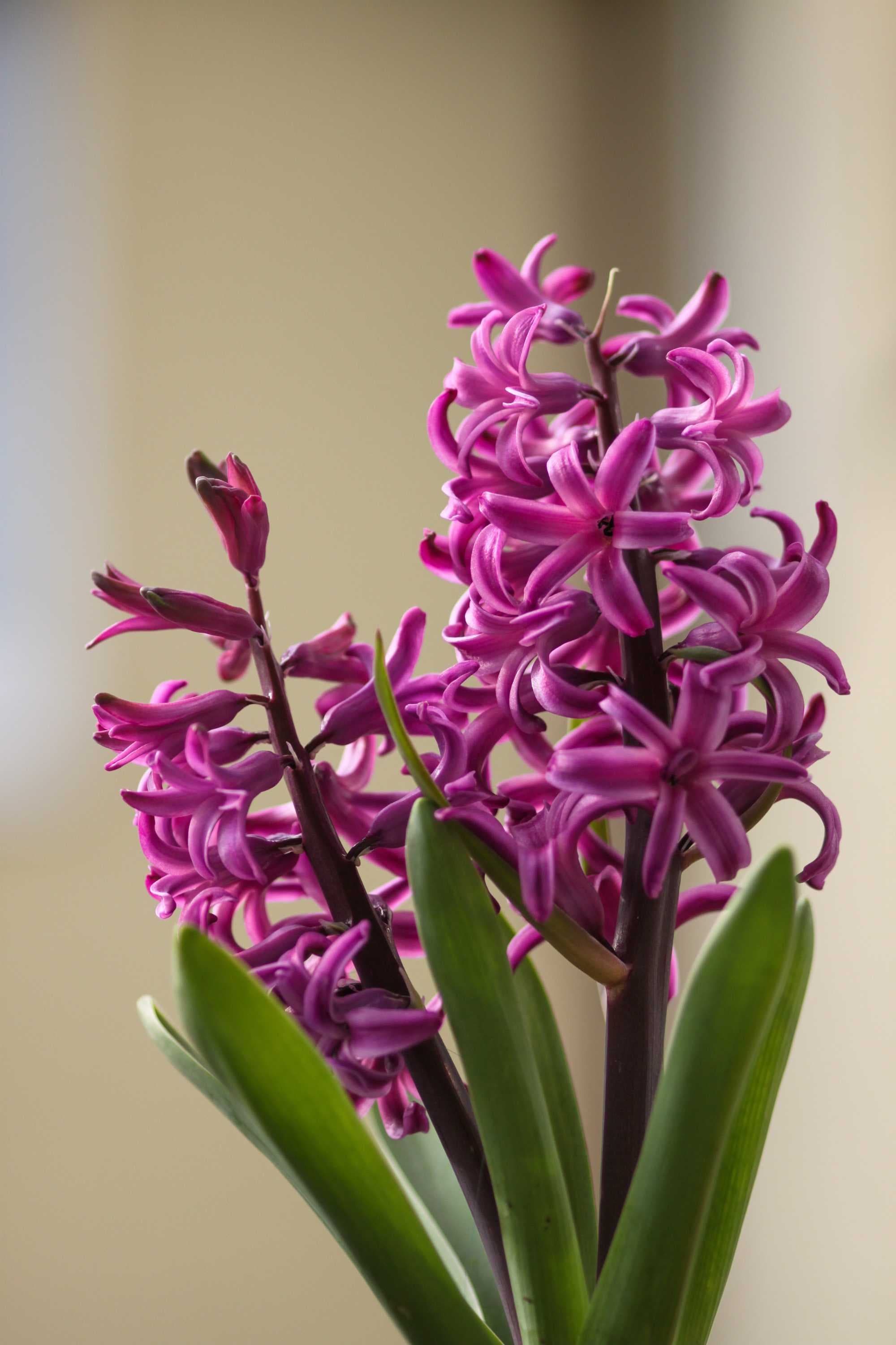 Outdoor Plant Hyacinthus orientalis Hyacinthus orientalis