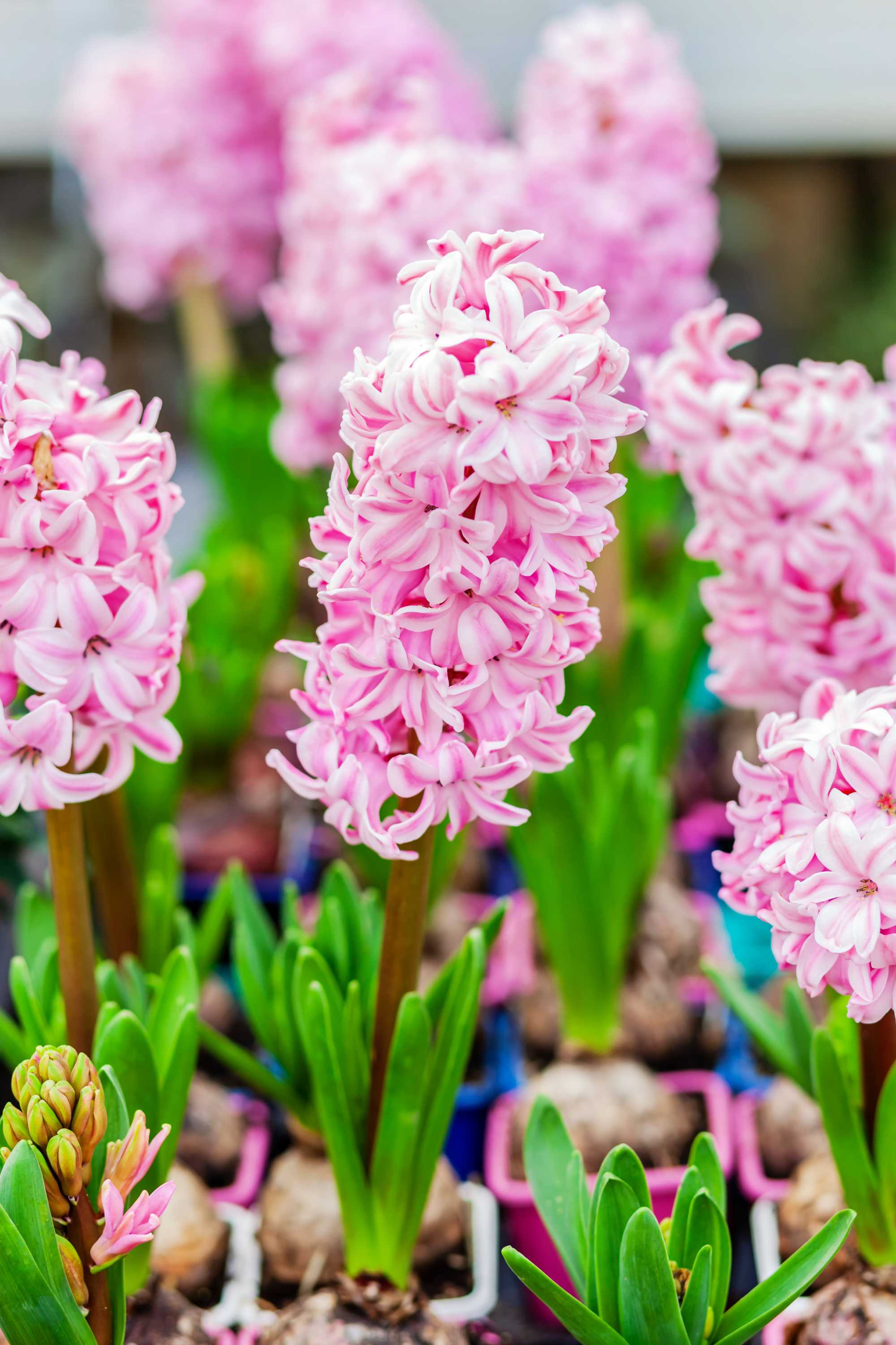 Outdoor Plant Hyacinthus orientalis Hyacinthus orientalis