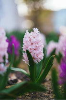 Outdoor Plant Hyacinthus orientalis Hyacinthus orientalis