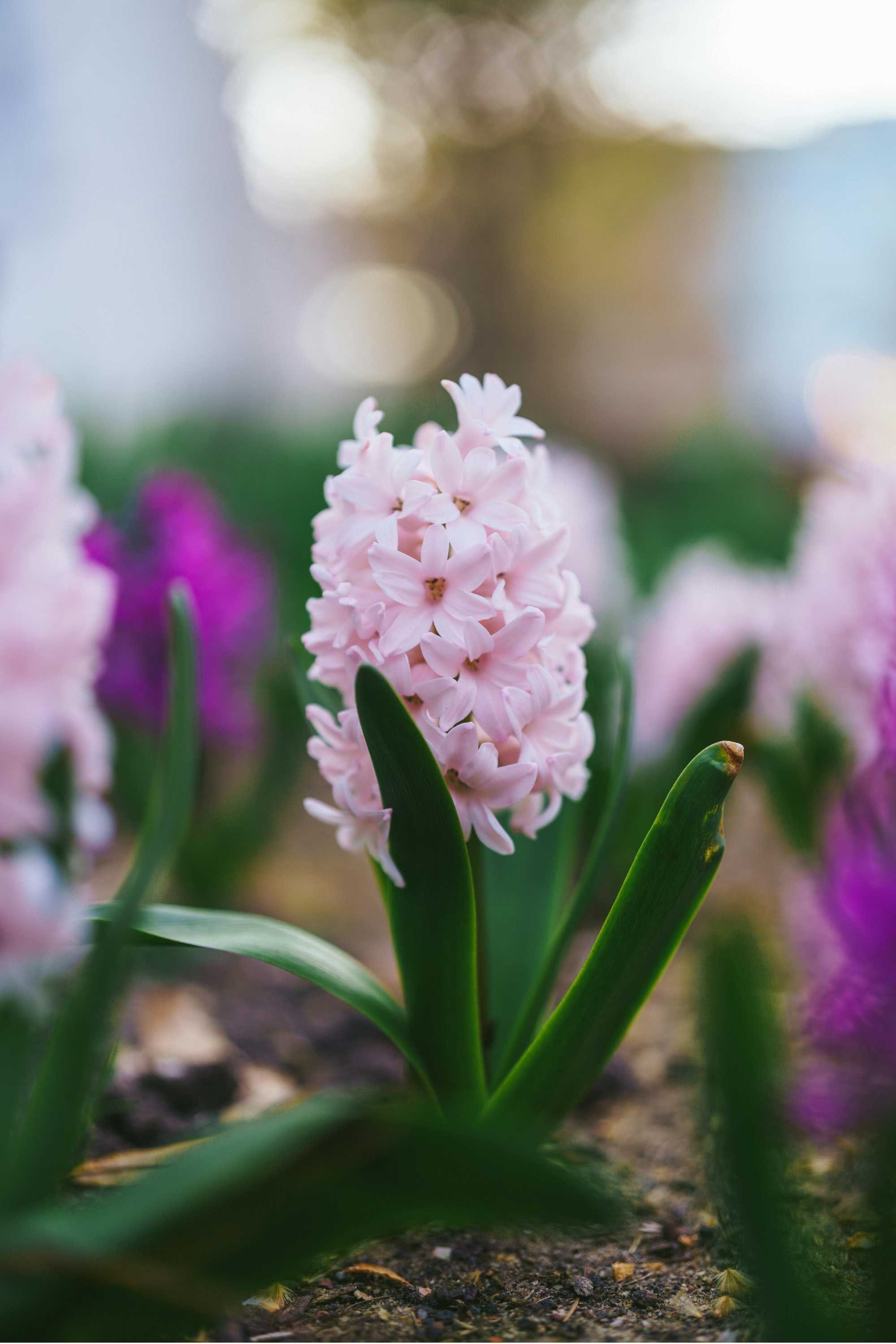 Outdoor Plant Hyacinthus orientalis Hyacinthus orientalis