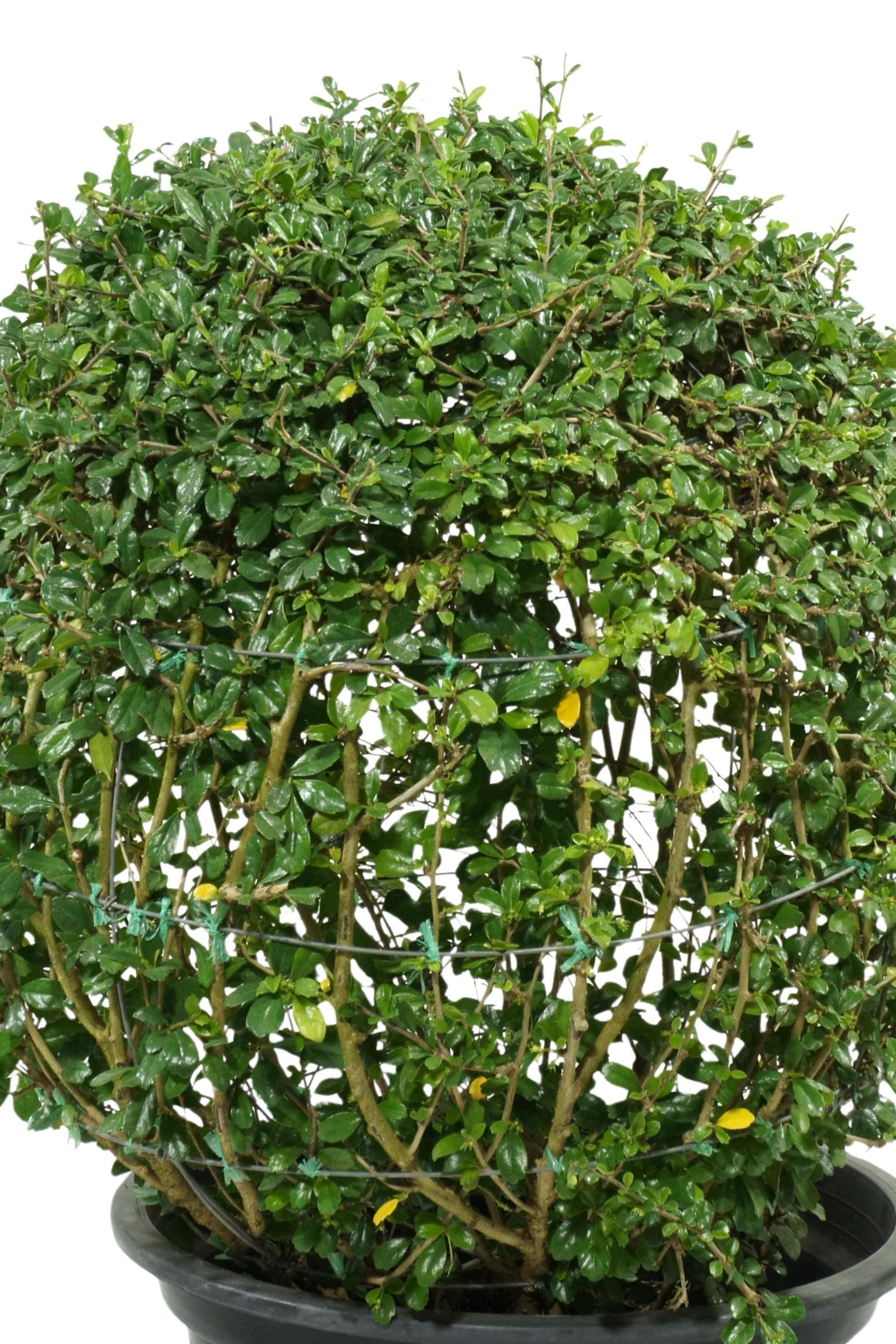 Outdoor Plant Large 100-110 cms Ehretia - Ball Shape (Ehretia microphylla) Ehretia - Ball Shape (Ehretia microphylla)