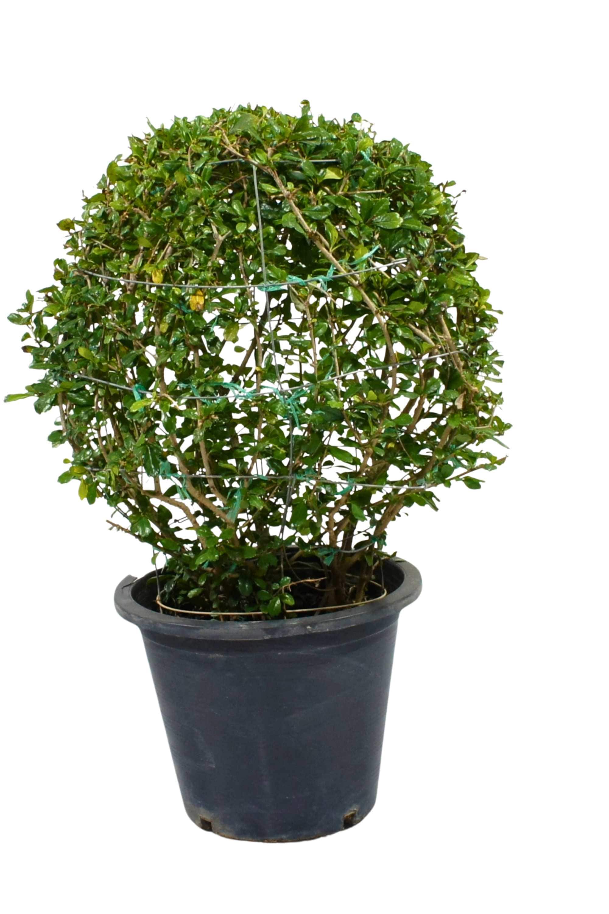 Outdoor Plant Large 100-110 cms Ehretia - Ball Shape (Ehretia microphylla) Ehretia - Ball Shape (Ehretia microphylla)