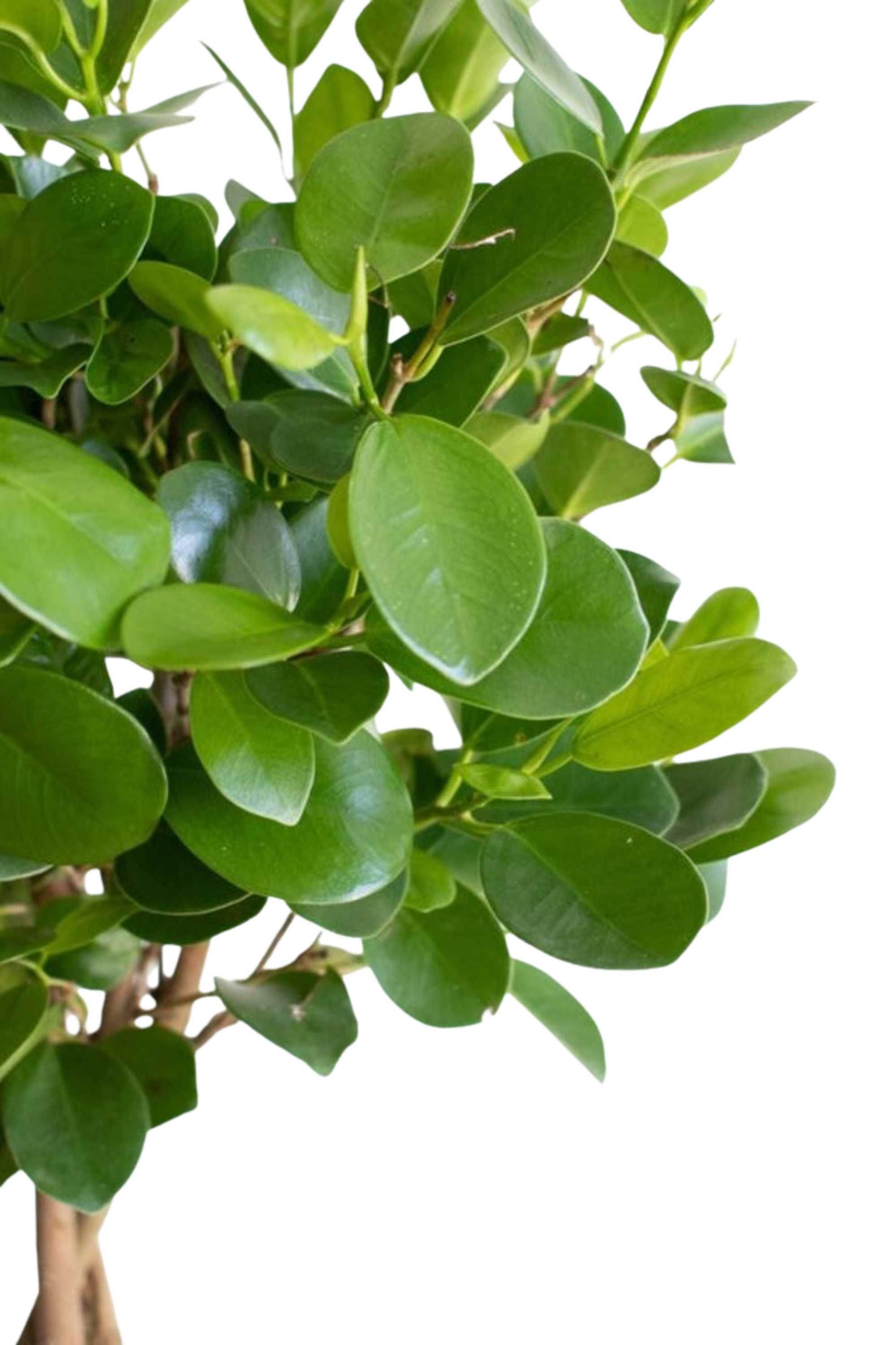 Outdoor Plant Large 100-120 cms Ficus microcarpa Topiary Ficus microcarpa Topiary