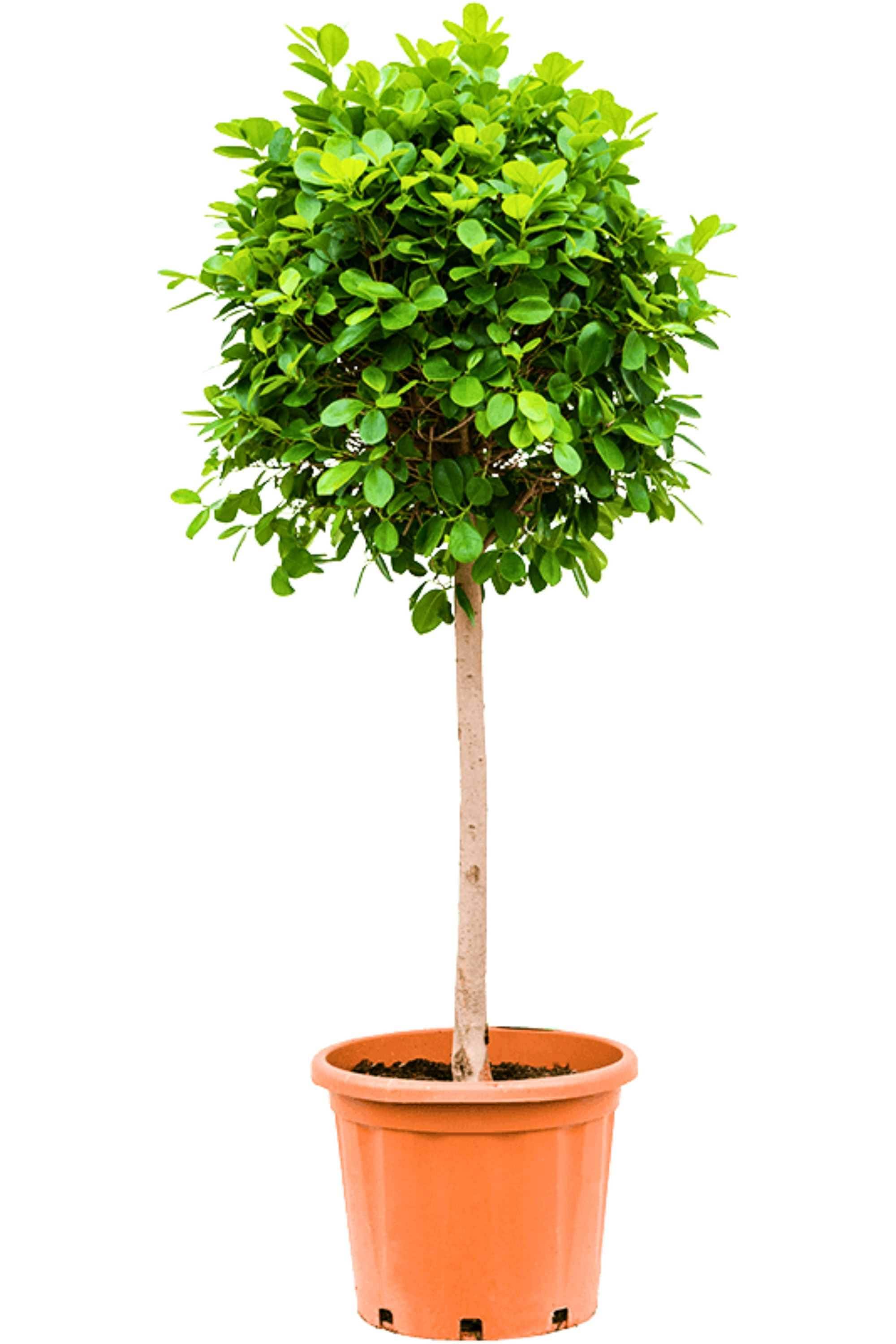 Outdoor Plant Large 100-120 cms Ficus microcarpa Topiary Ficus microcarpa Topiary