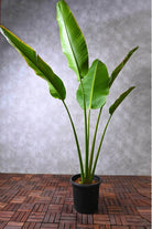 Outdoor Plant Large 100-150 cms Ravenala madagascariensis Ravenala madagascariensis