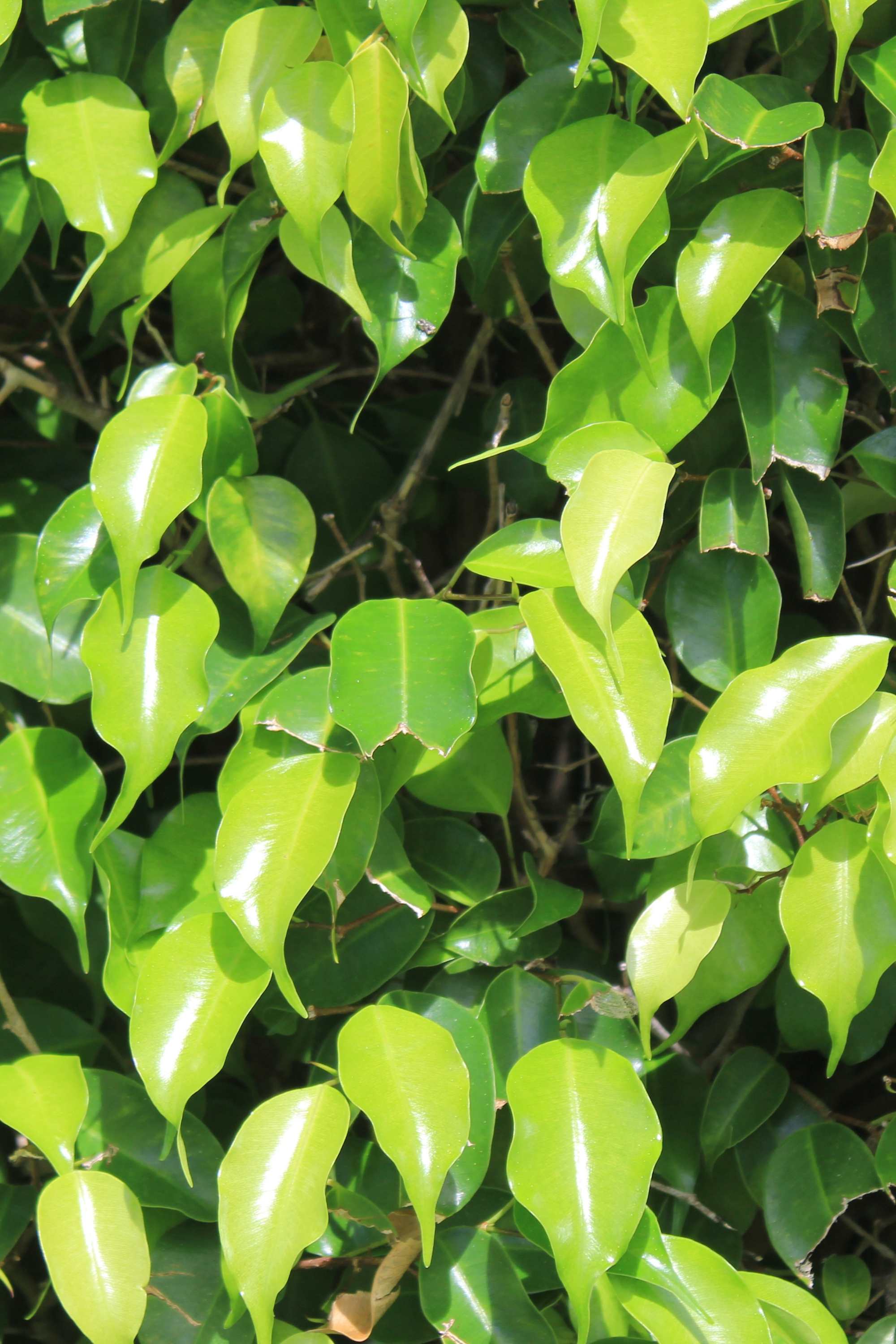 Outdoor Plant Large 110 cms Ficus nitida Ficus nitida