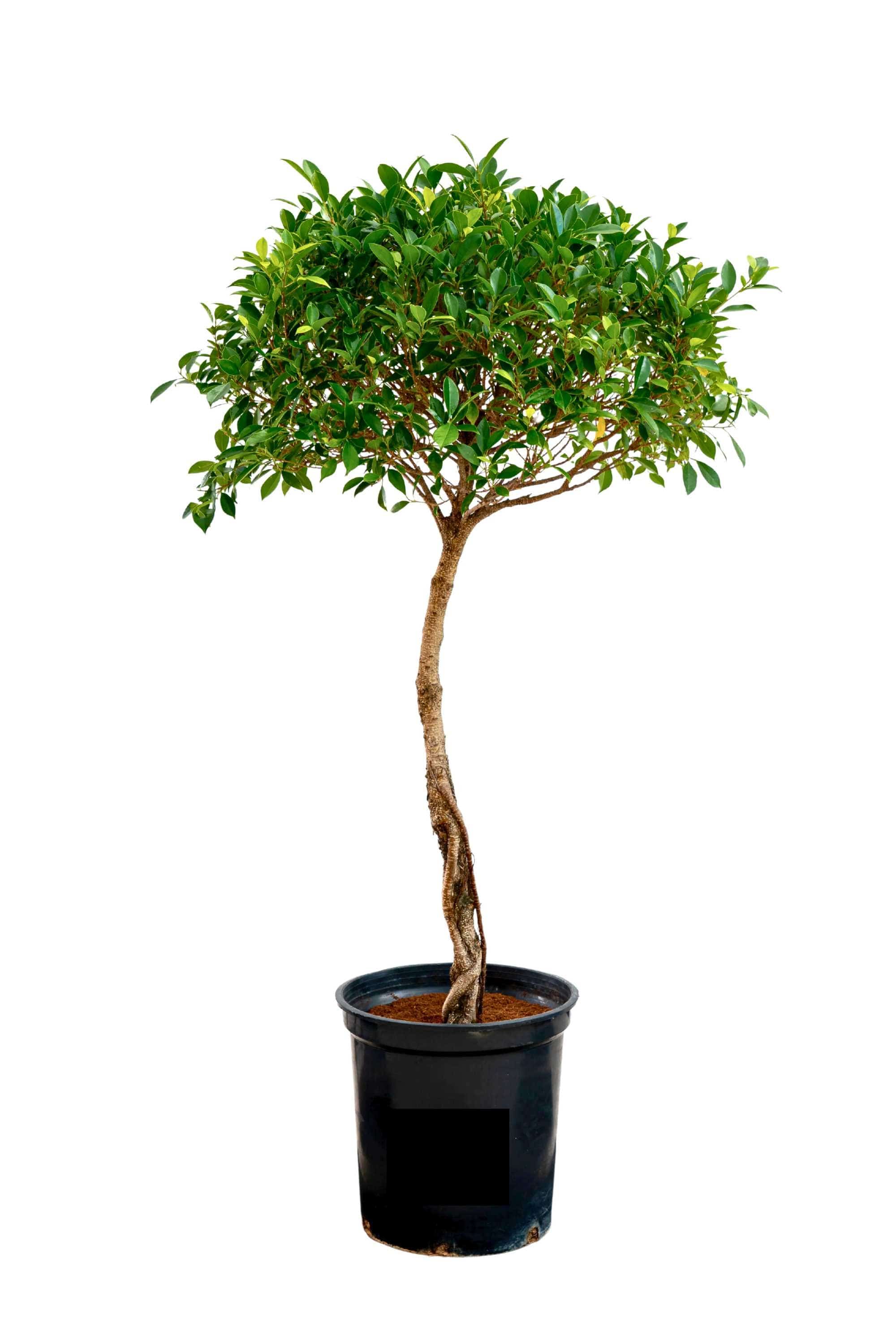 Outdoor Plant Large 110 cms Ficus nitida Ficus nitida