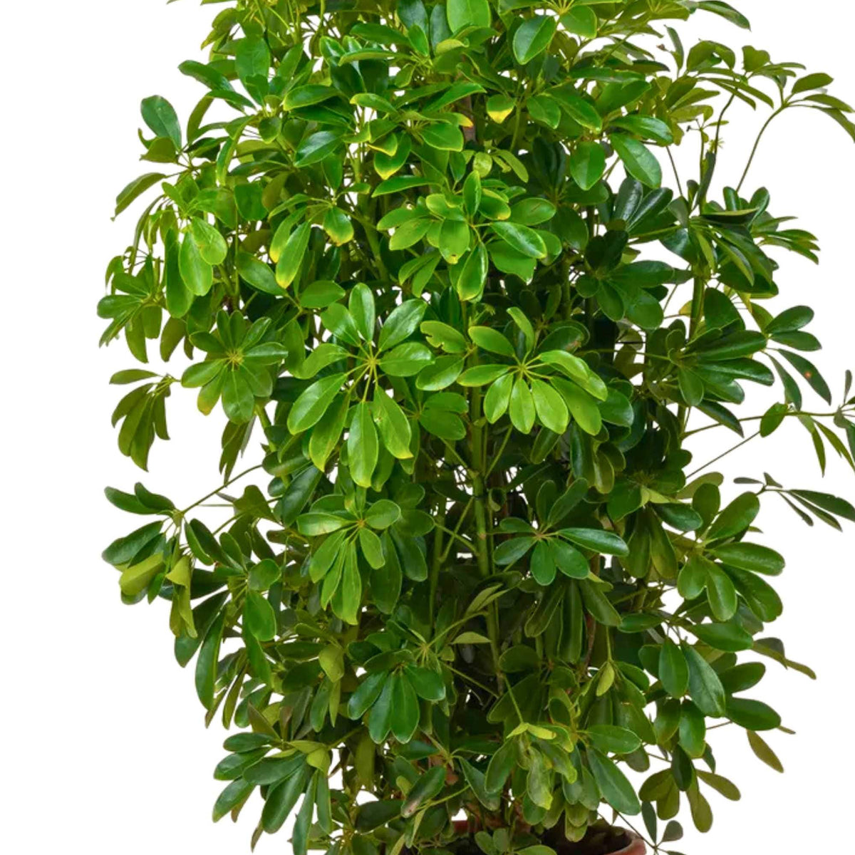 schefflera arboricola outdoors Schefflera actinophylla – Adplants