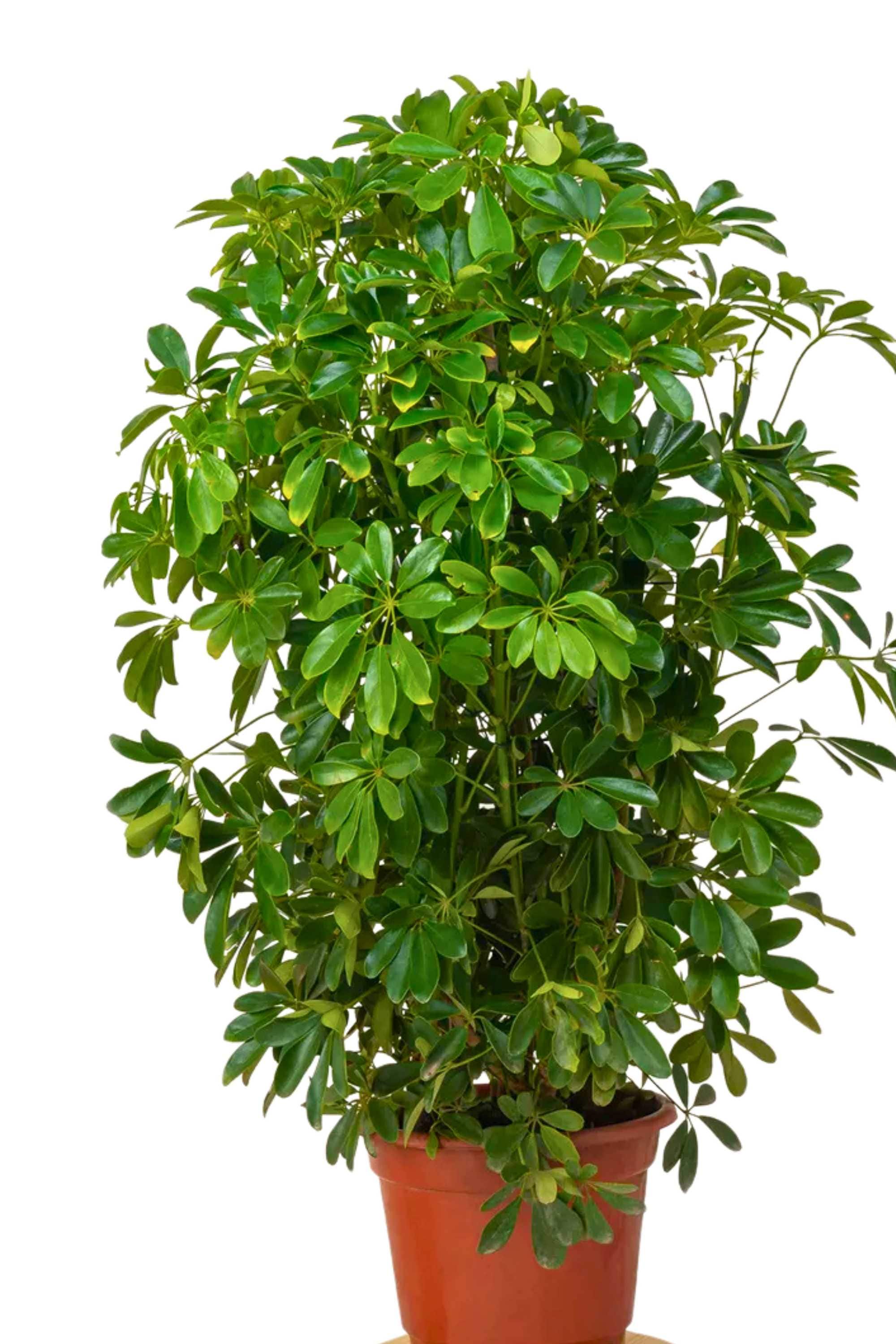 Outdoor Plant Large 120 cms Schefflera actinophylla Schefflera actinophylla