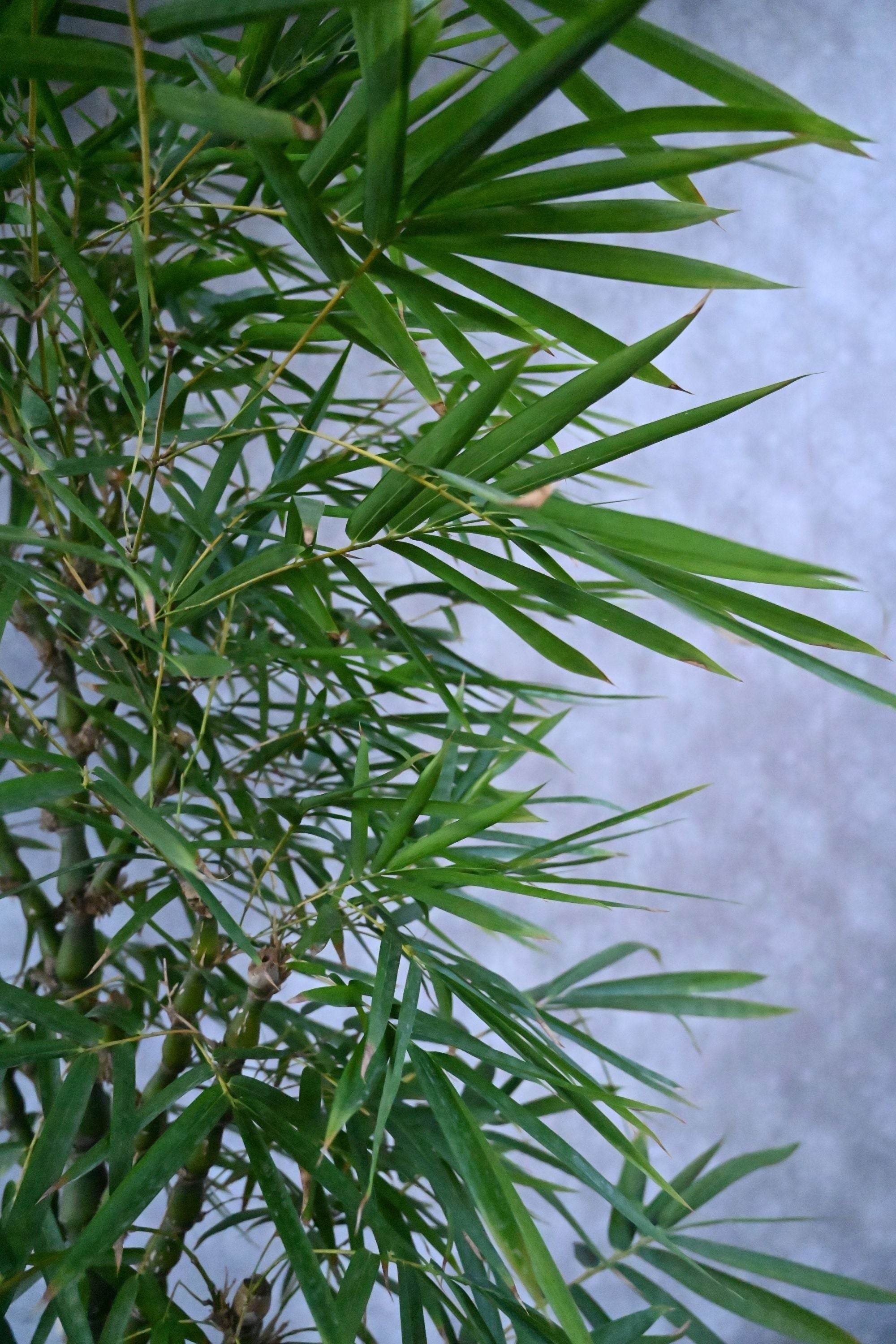 Outdoor Plant Large 150-180 cms / Default Plastic Pot Bambusa Ventricosa Bambusa Ventricosa