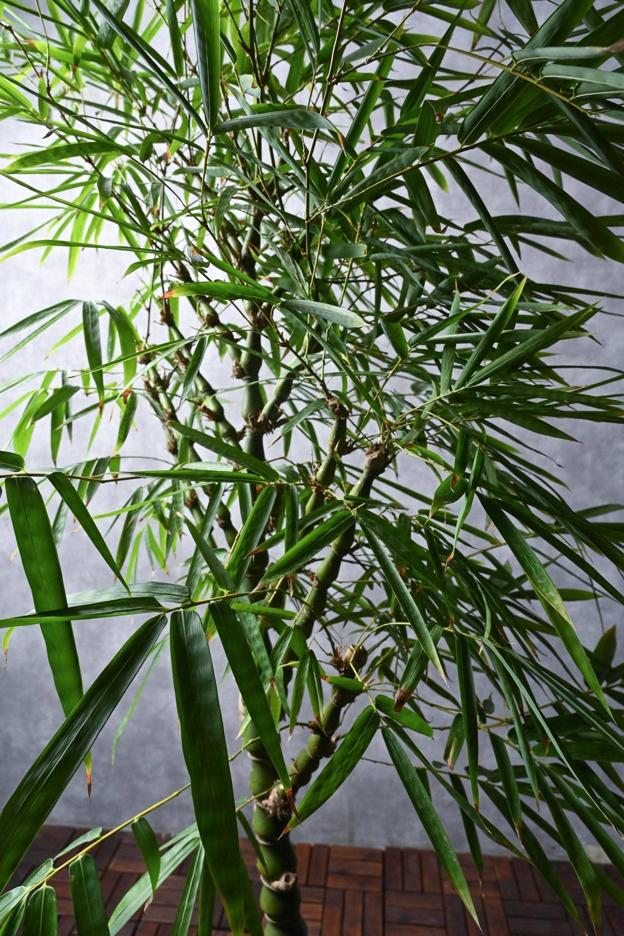 Outdoor Plant Large 150-180 cms / Default Plastic Pot Bambusa Ventricosa Bambusa Ventricosa