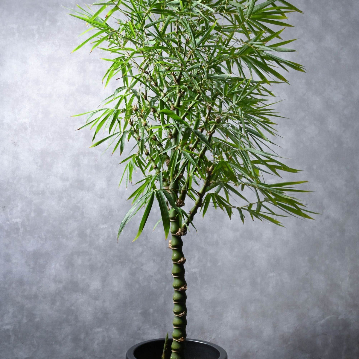 bamboo planter pot Bambusa Ventricosa – Adplants