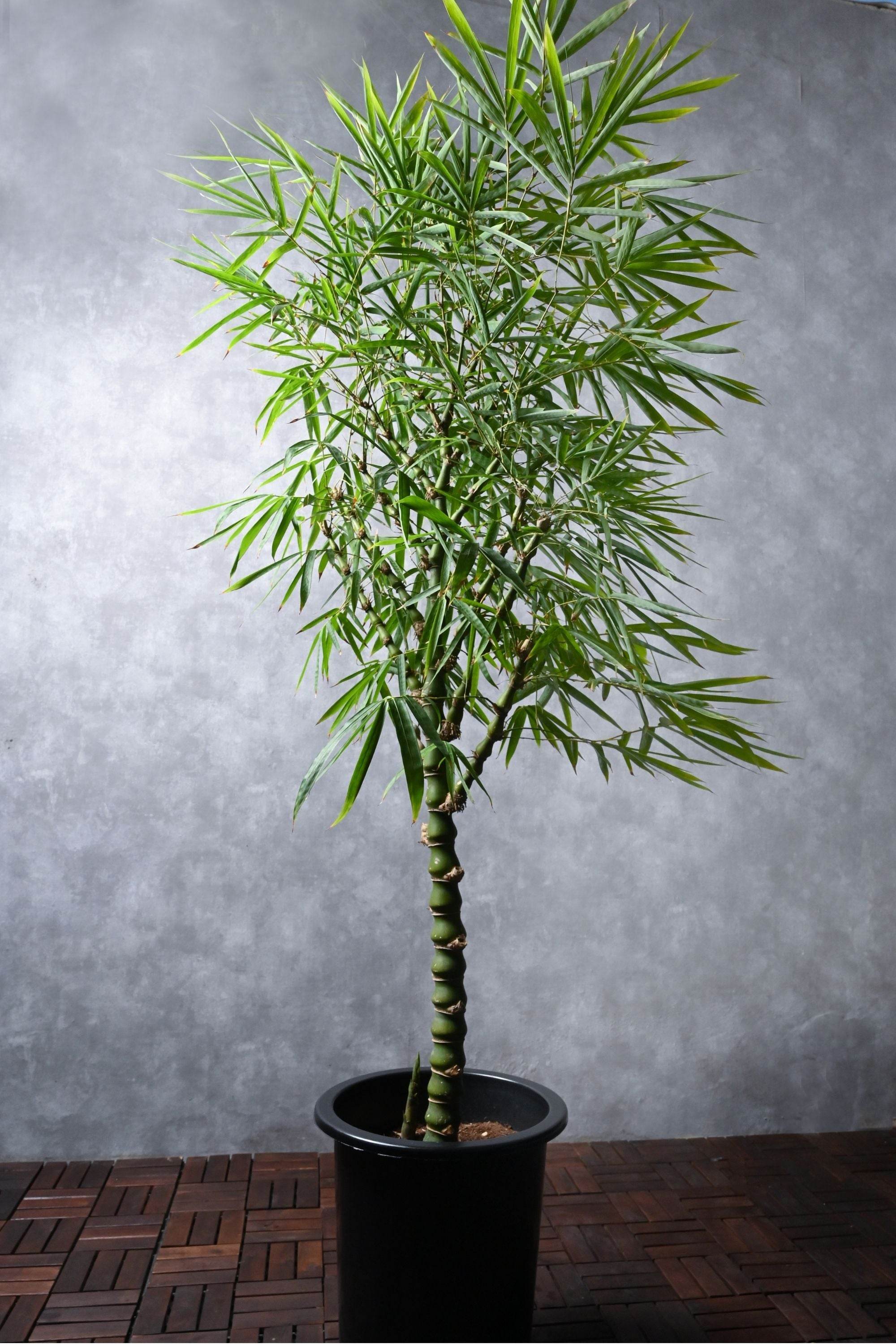Outdoor Plant Large 150-180 cms / Default Plastic Pot Bambusa Ventricosa Bambusa Ventricosa