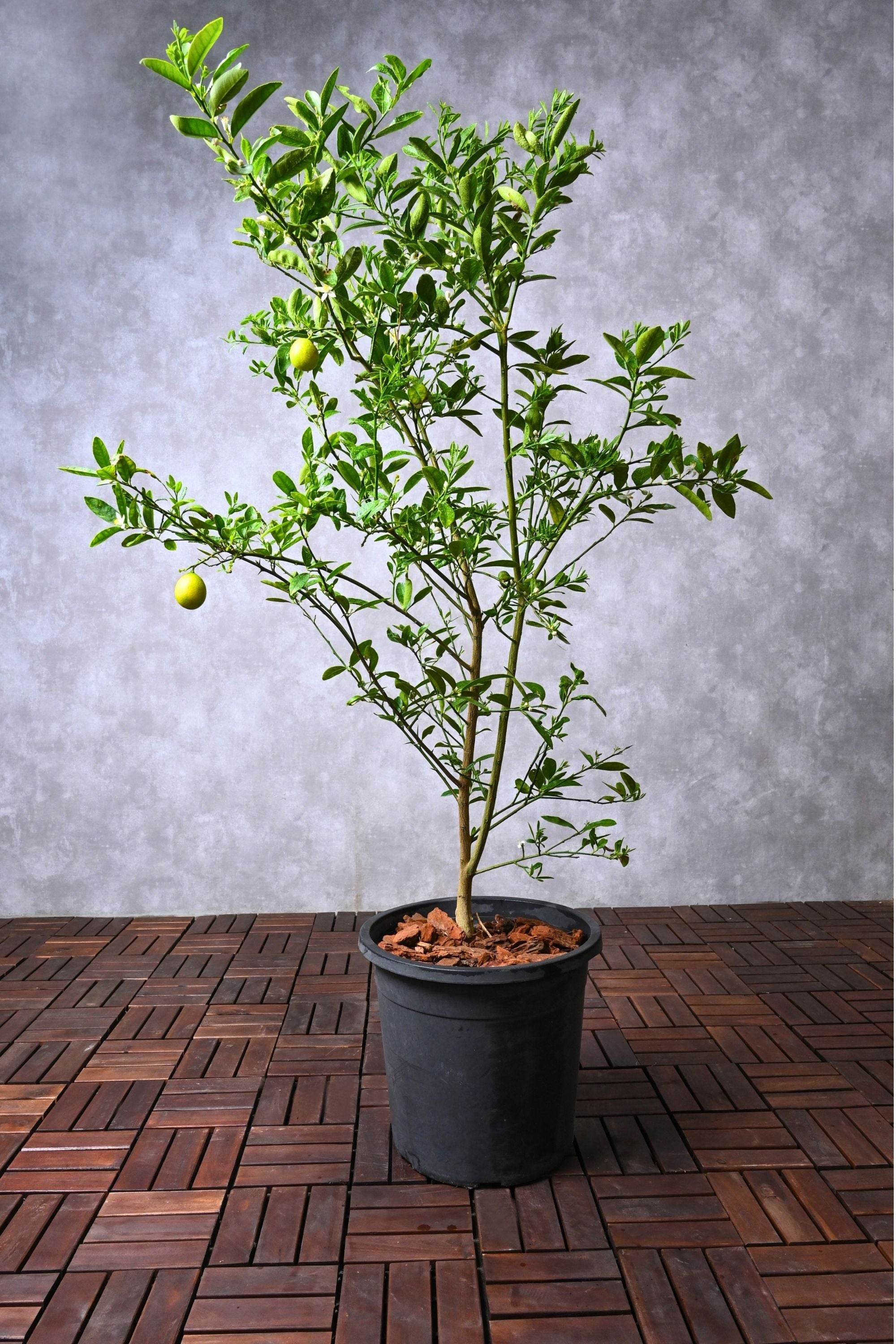 Outdoor Plant Large 150 cms Citrus limon Citrus limon