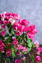 Outdoor Plant Large 180cms Bougainvillea Bi Color Bougainvillea Bi Color