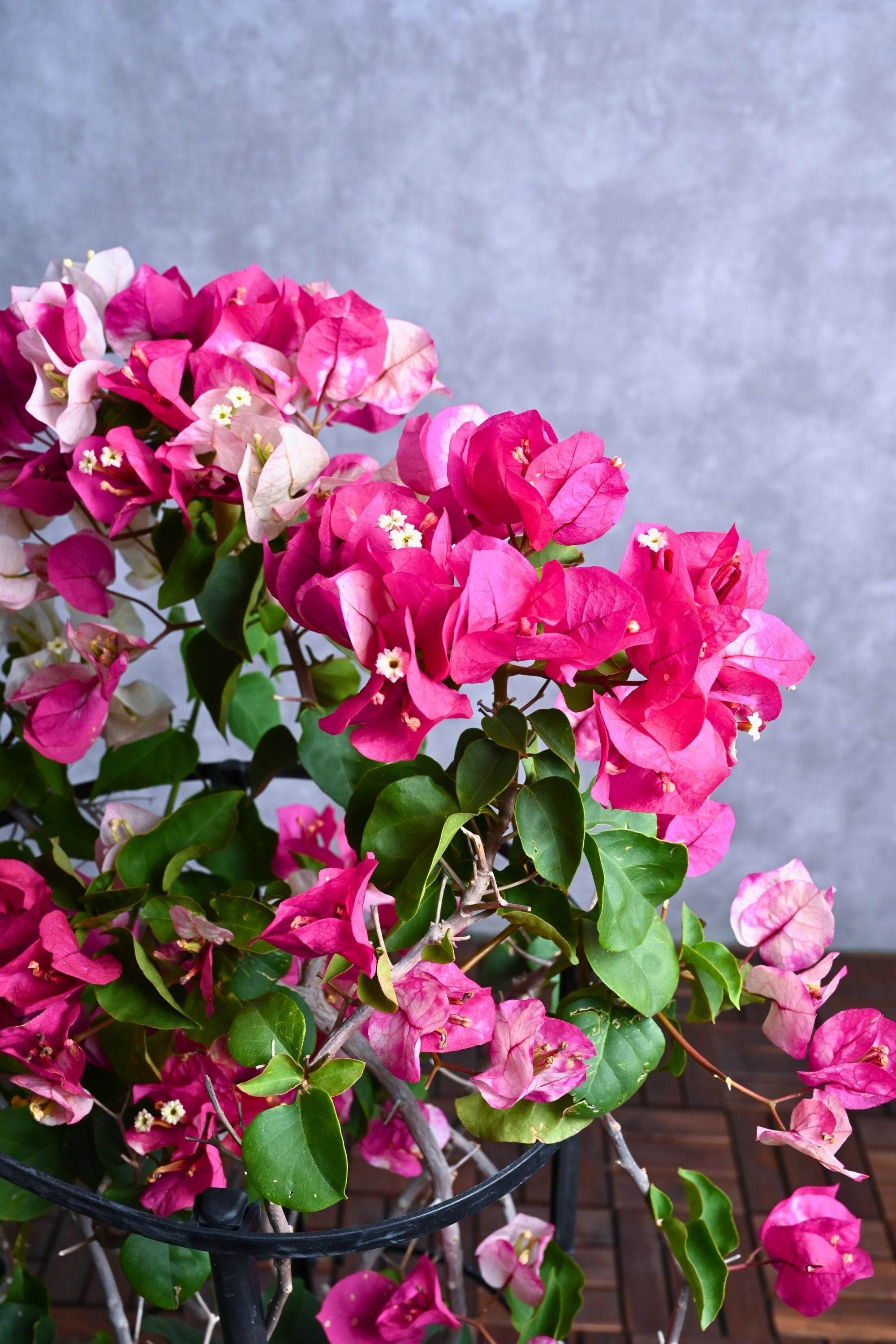 Outdoor Plant Large 180cms Bougainvillea Bi Color Bougainvillea Bi Color