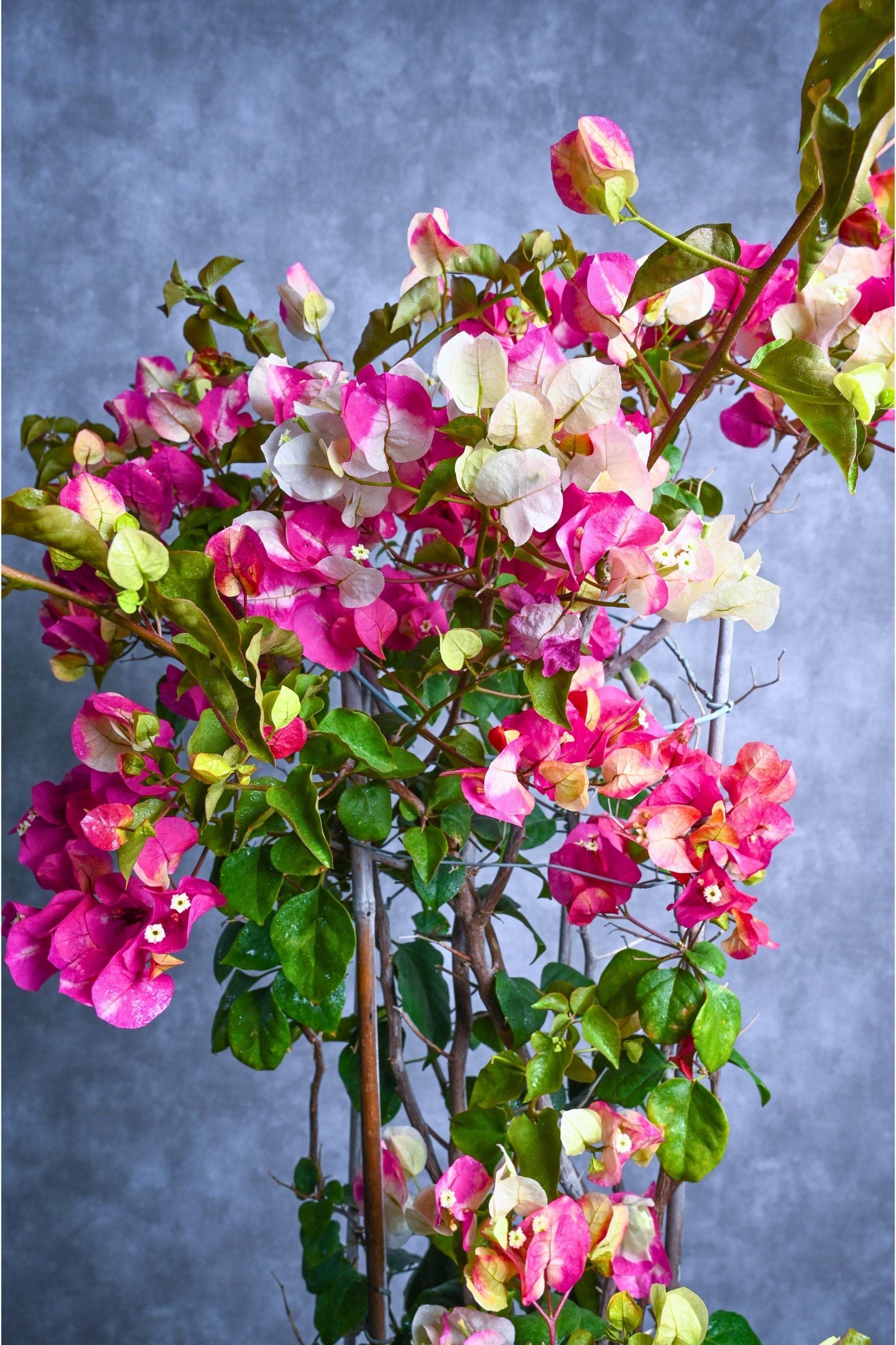 Outdoor Plant Large 180cms Bougainvillea Bi Color Bougainvillea Bi Color