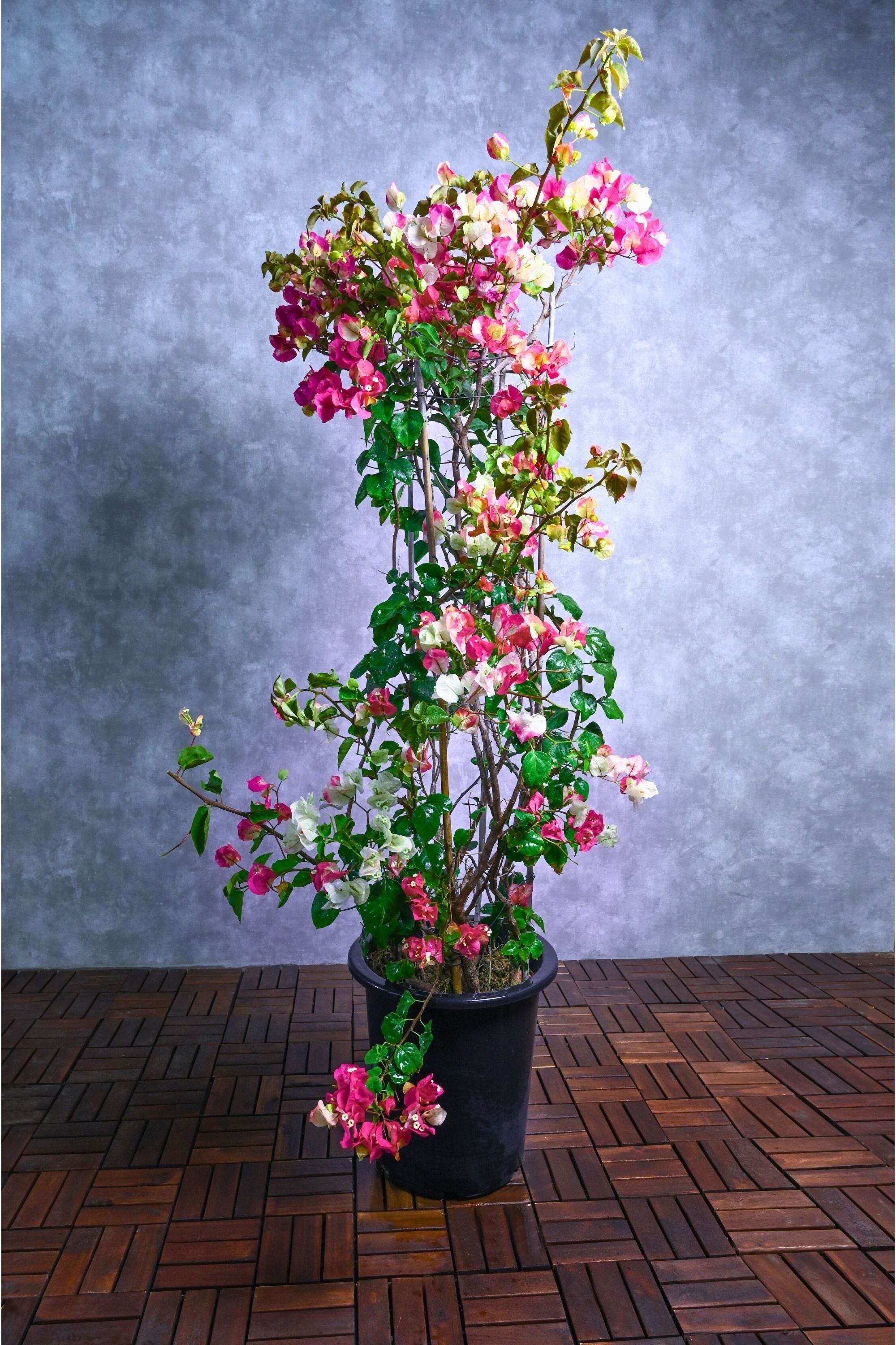Outdoor Plant Large 180cms Bougainvillea Bi Color Bougainvillea Bi Color