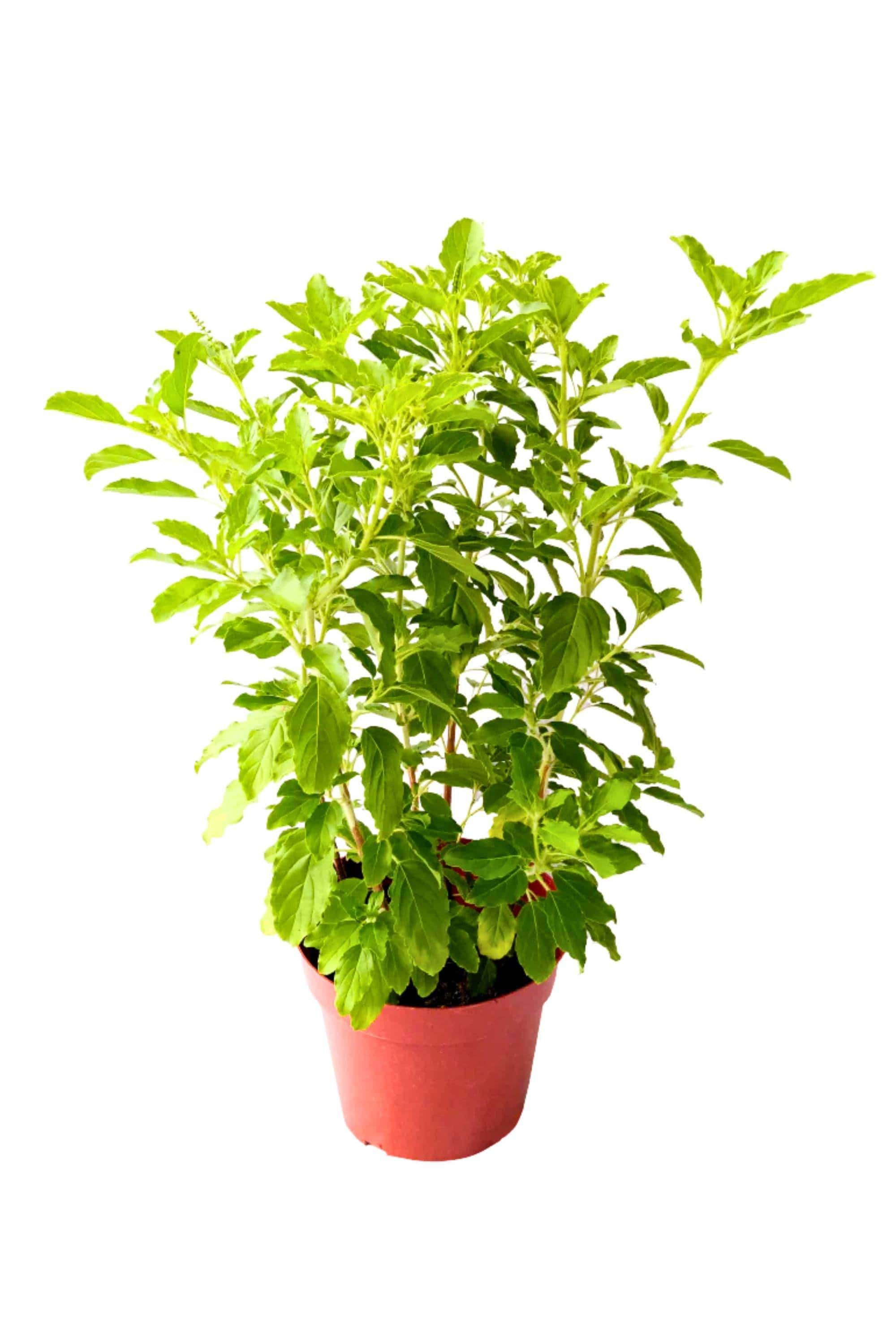 Outdoor Plant Large 20-30 cms Ocimum tenuiflorum Ocimum tenuiflorum