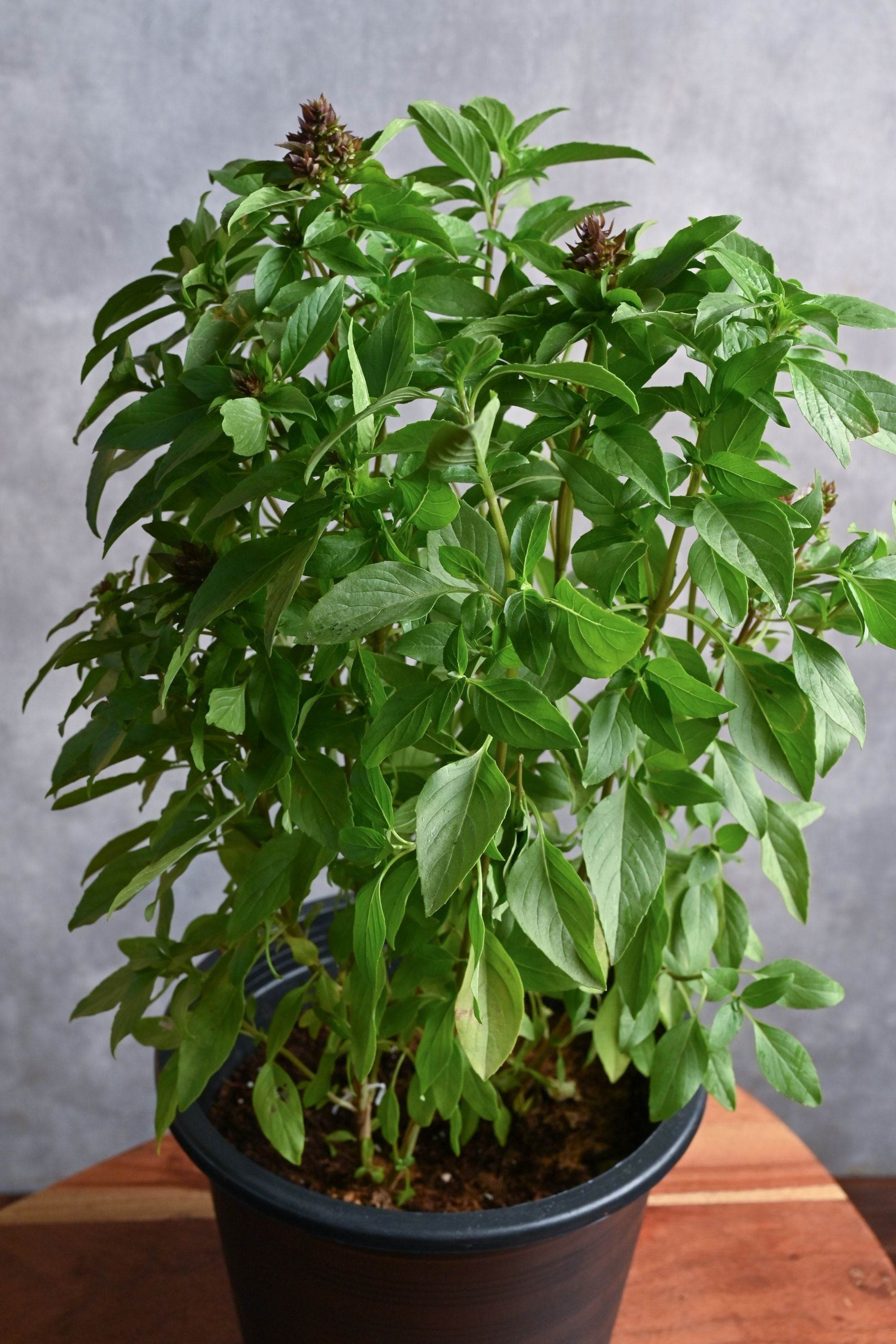 Outdoor Plant Large 30-40 cms / Default Plastic Pot Ocimum basilicum Ocimum basilicum